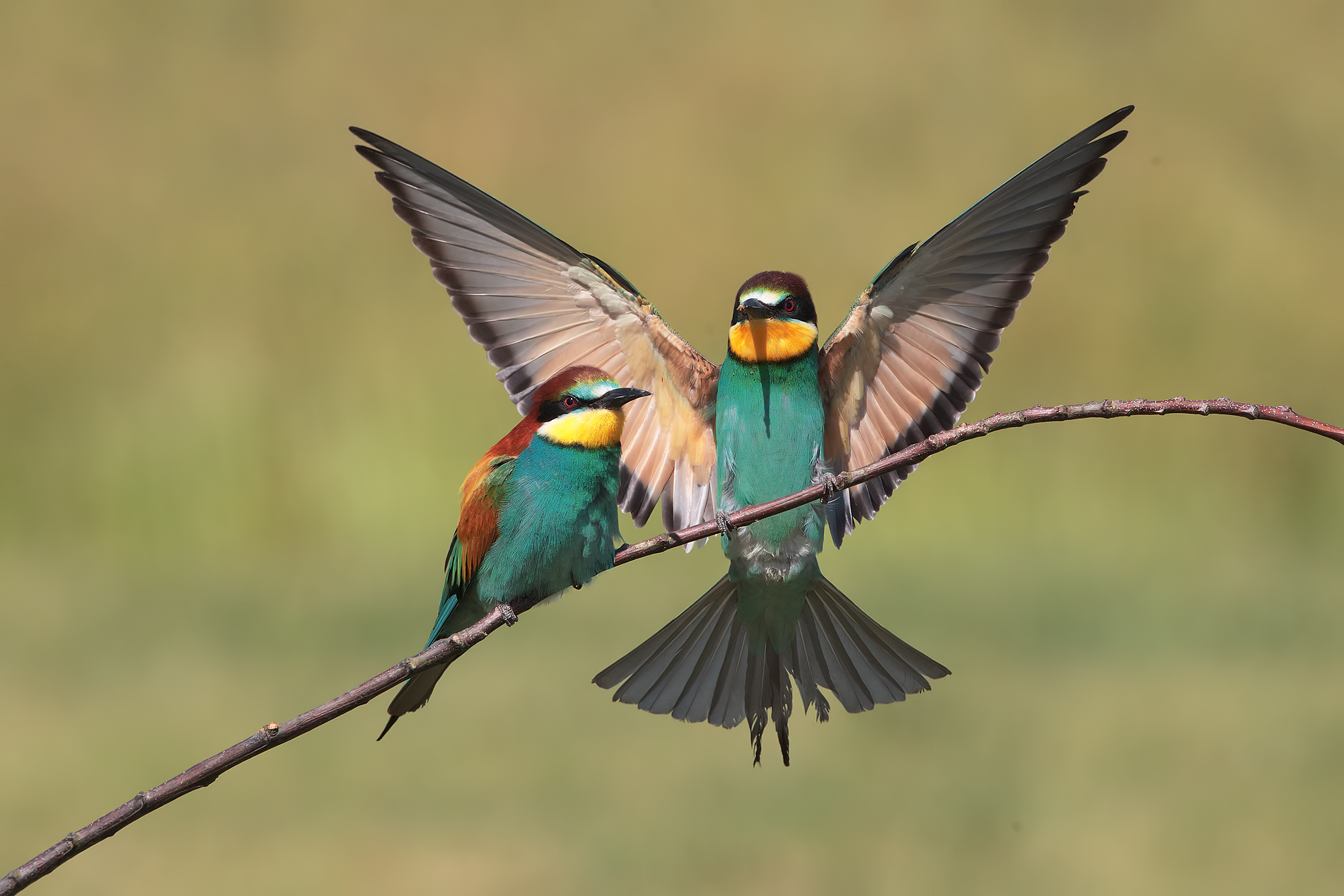 gruccione: l'atterraggio