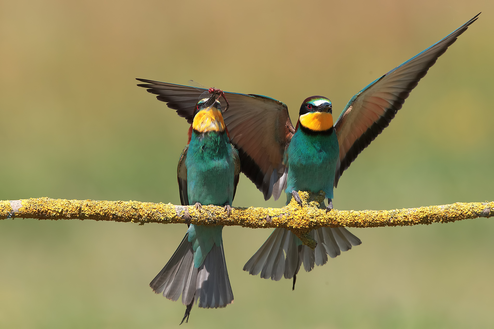 bee-eater: waiting for the female to give the dragonfly