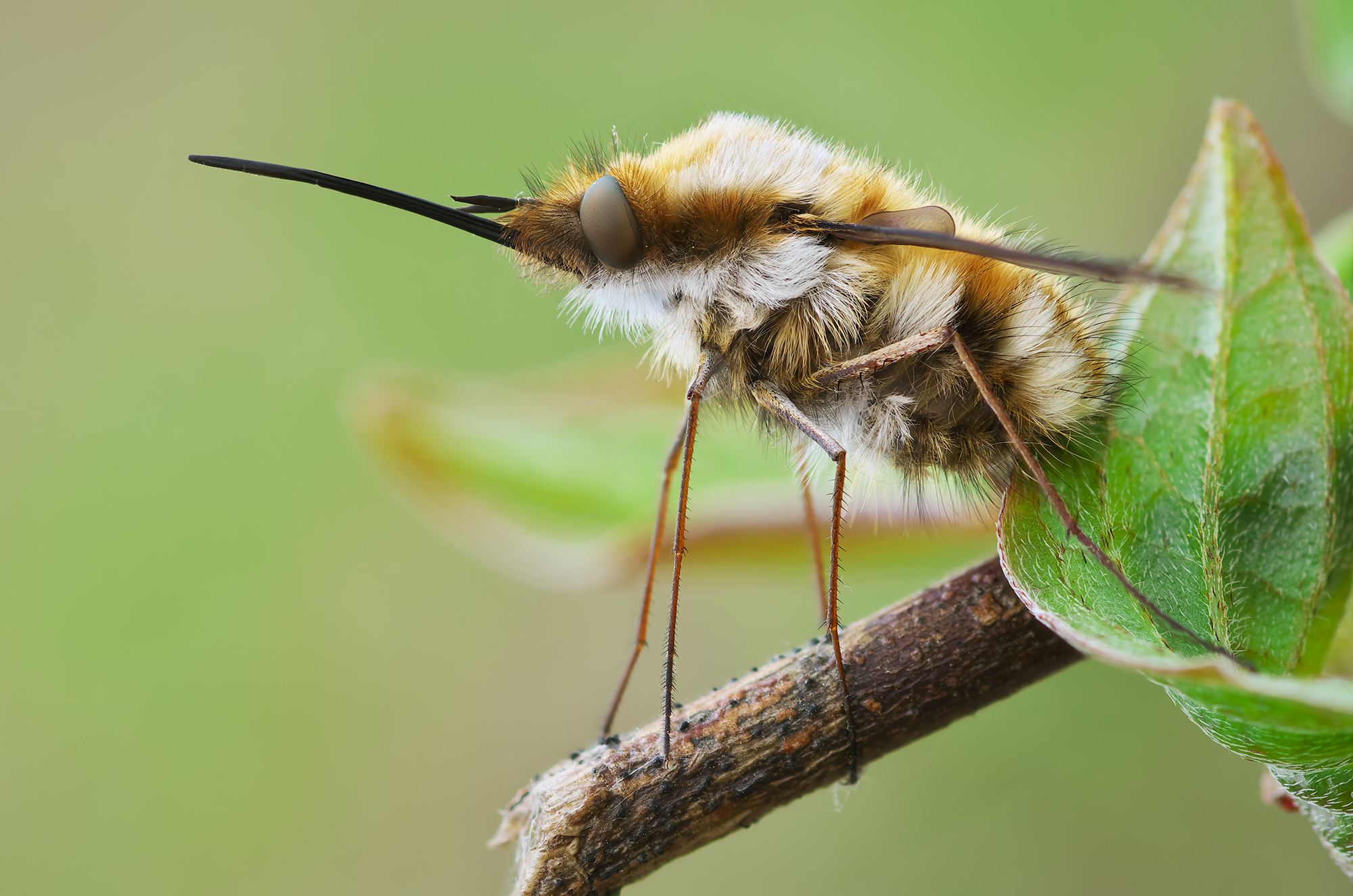 Bombylius major