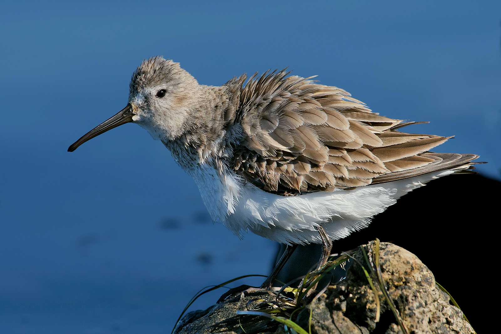 "Scapigliato" sandpiper.