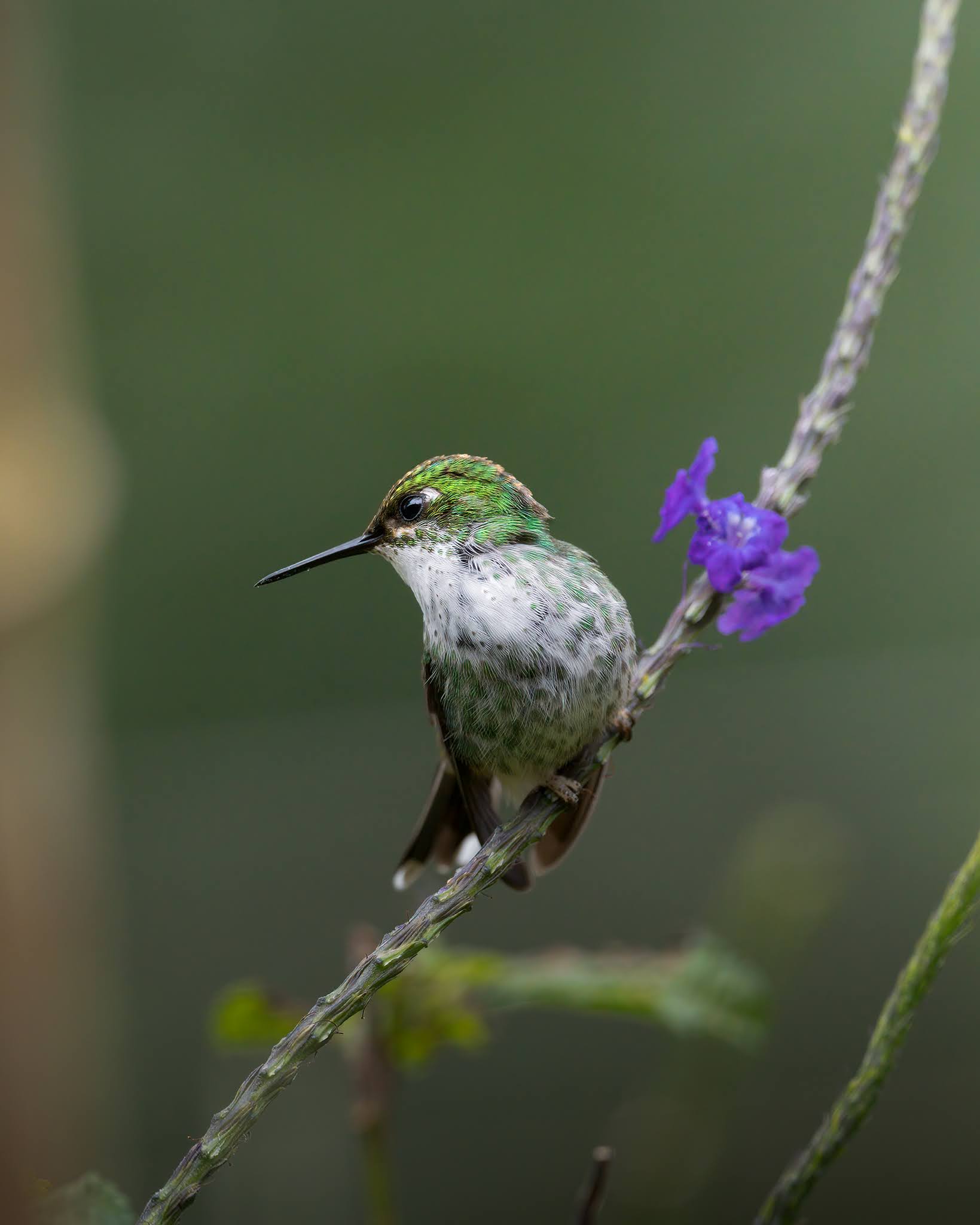 Rackettail hummingbird (female)