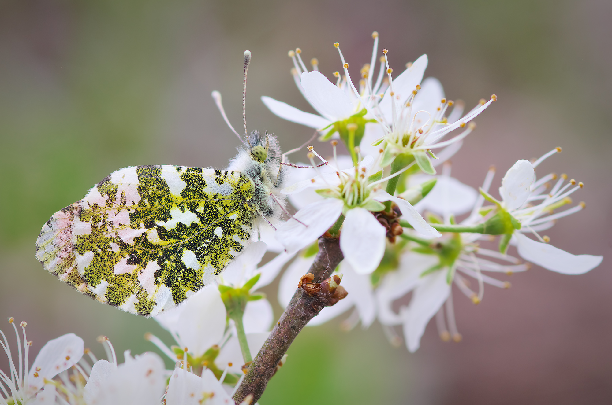 Anthocharis cardamines