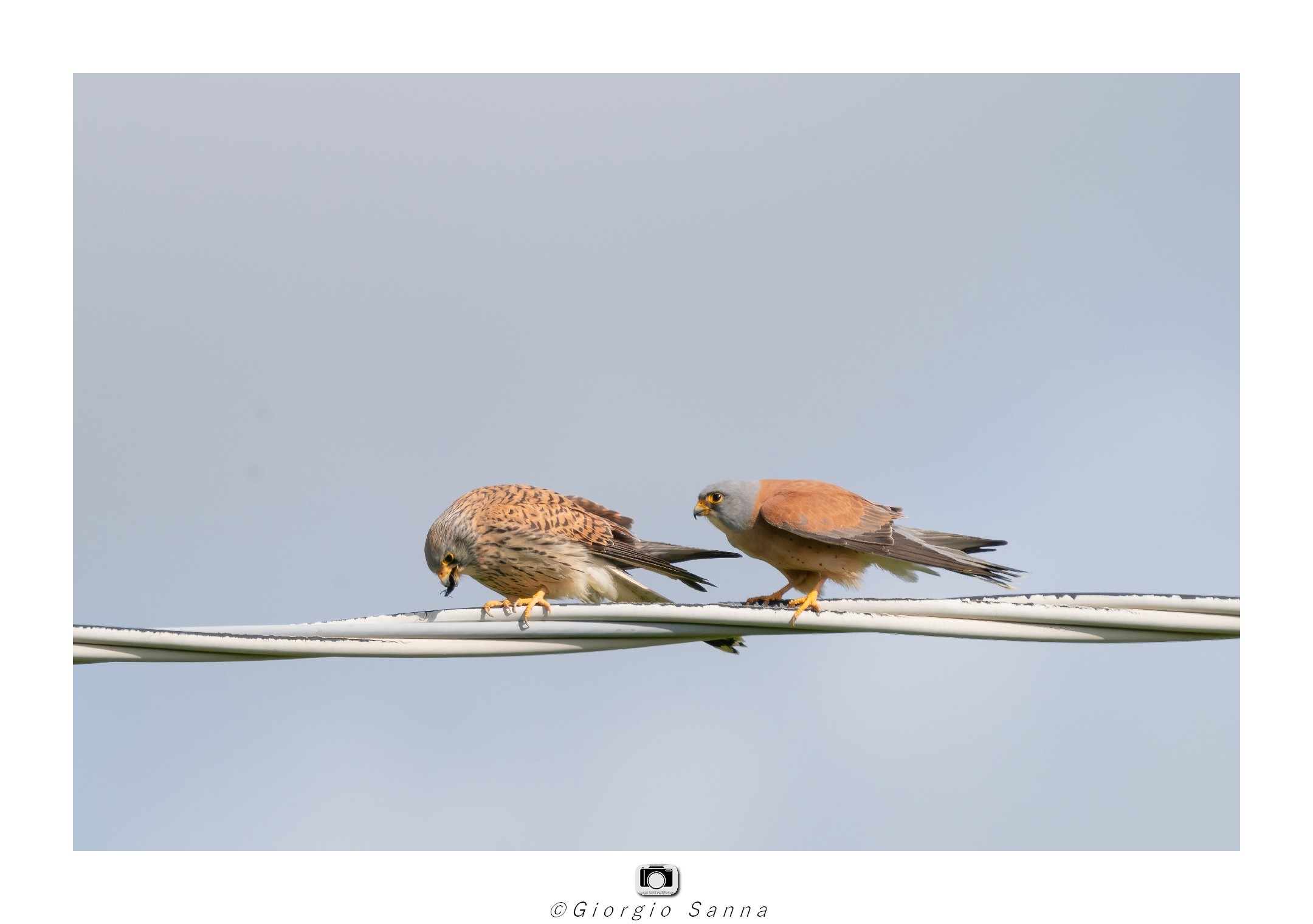 Lesser kestrel