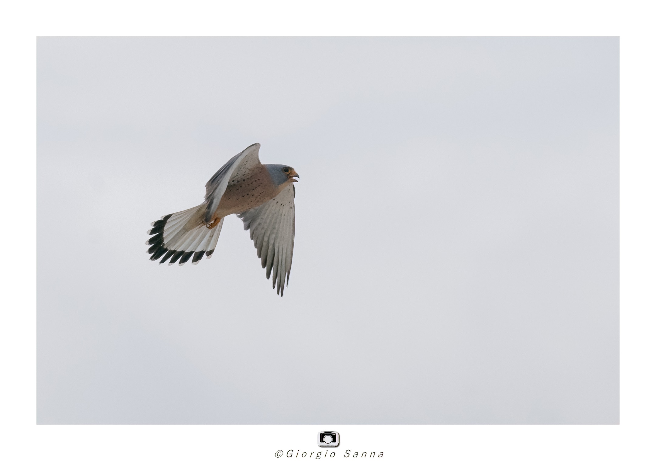 Lesser kestrel
