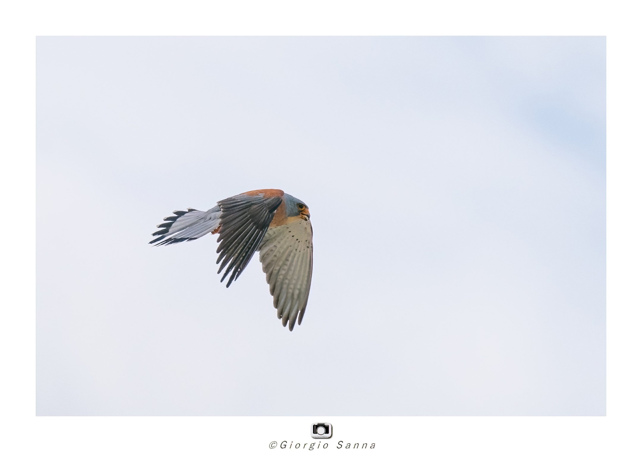 Lesser kestrel
