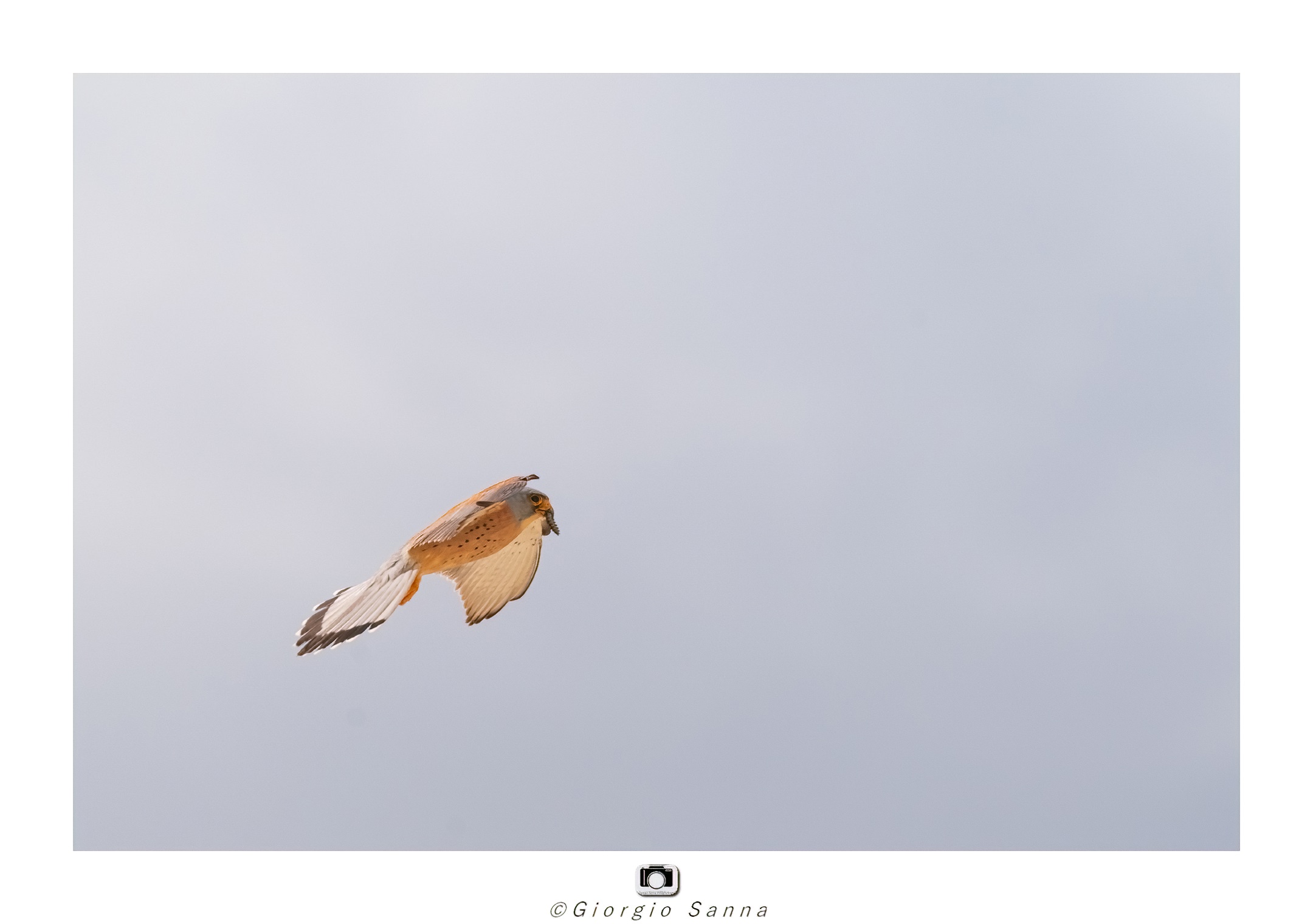 Lesser kestrel