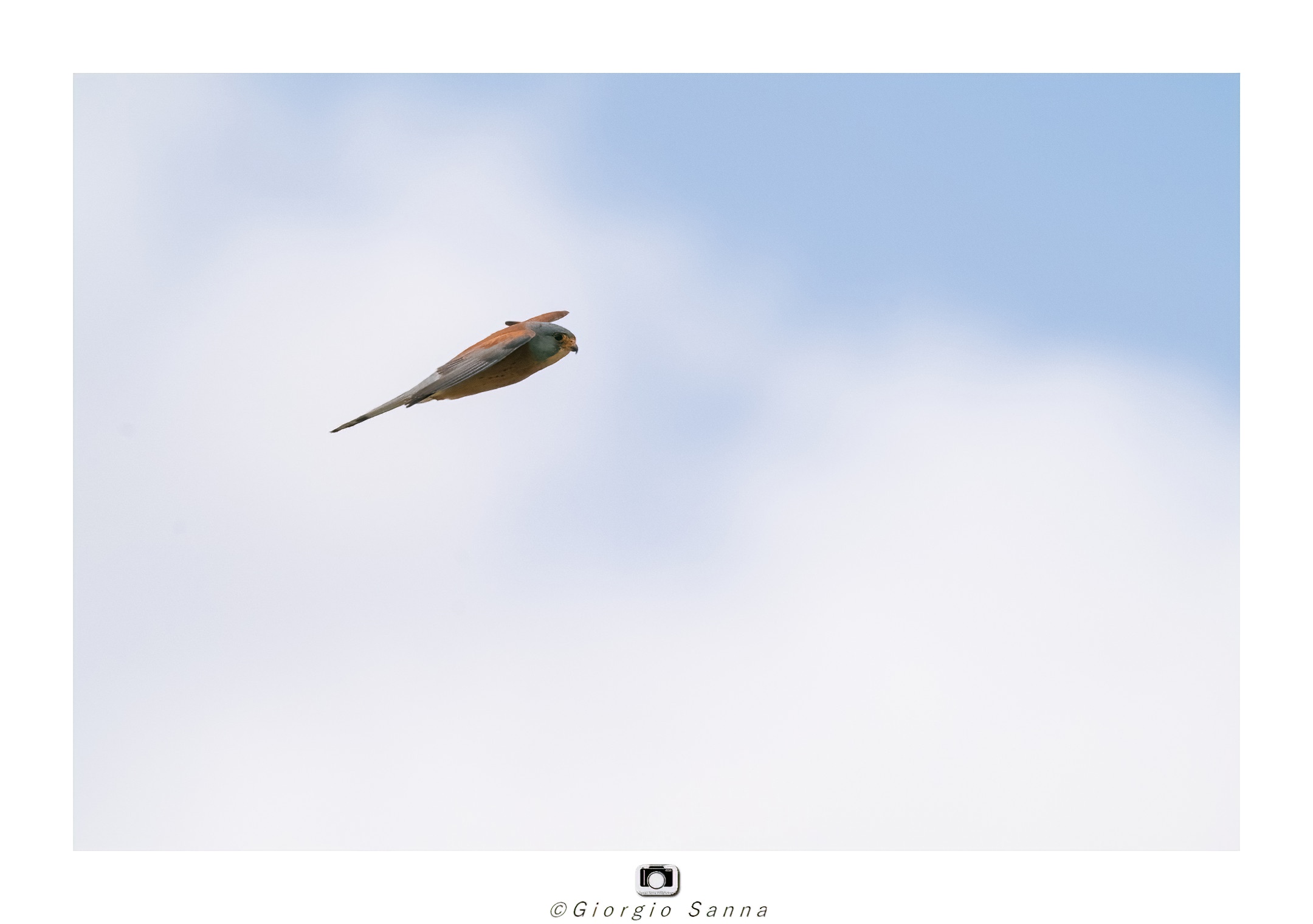 Lesser kestrel