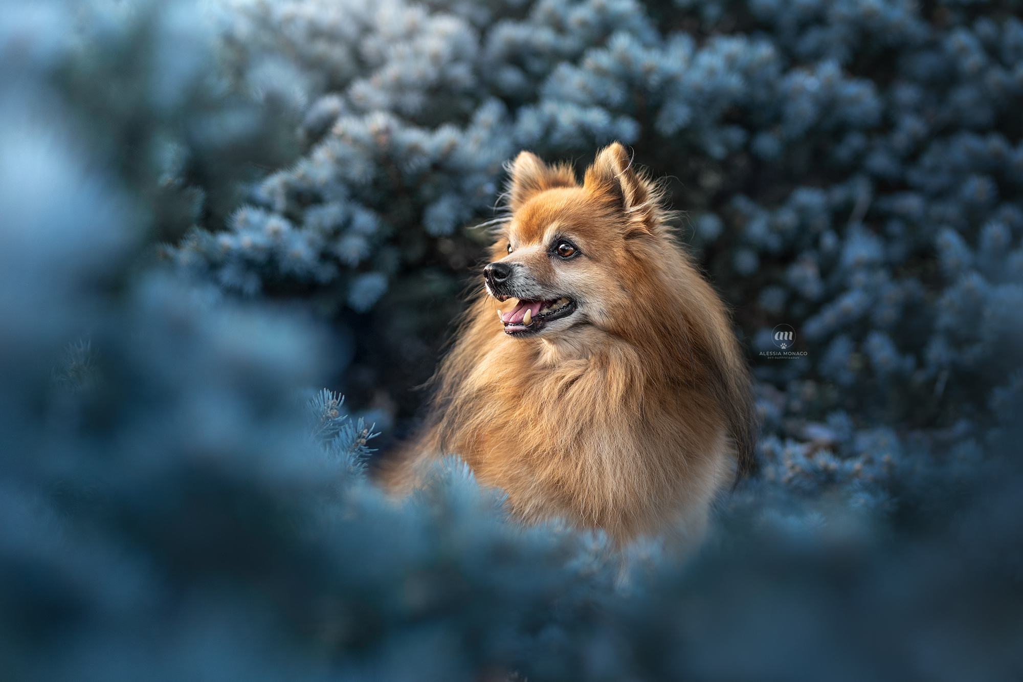 Il piccolo Bobo