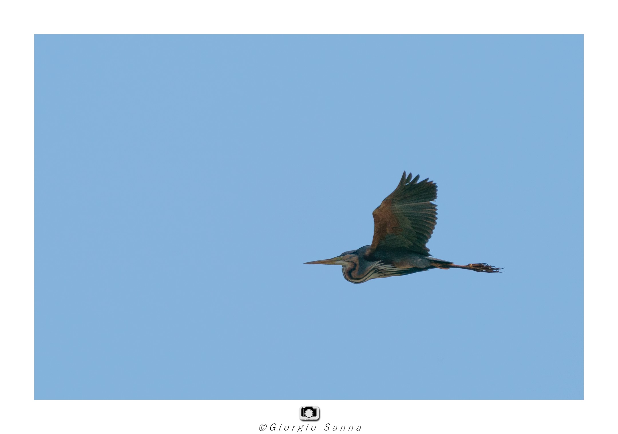Purple heron Ardea purpurea