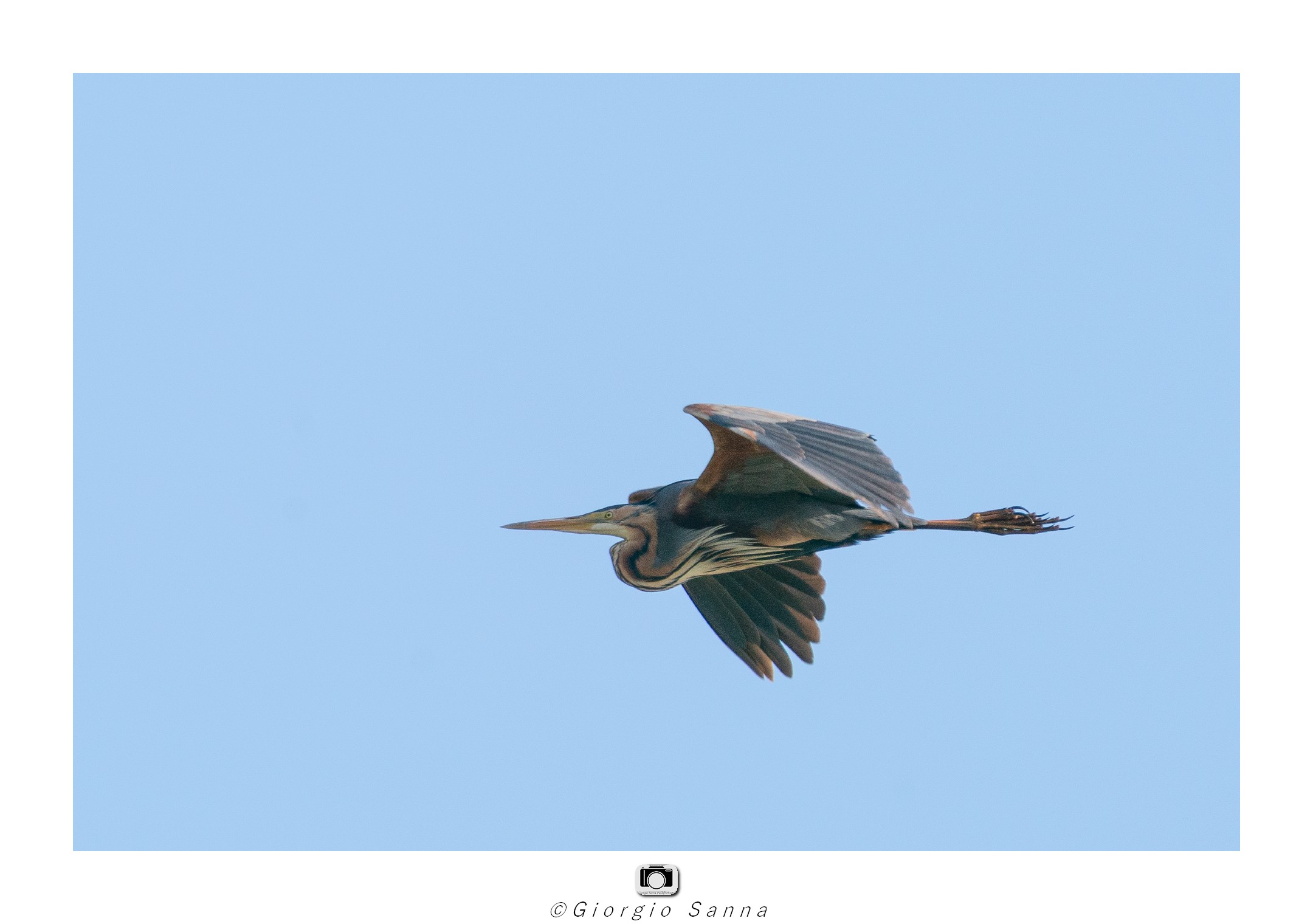 Purple heron Ardea purpurea