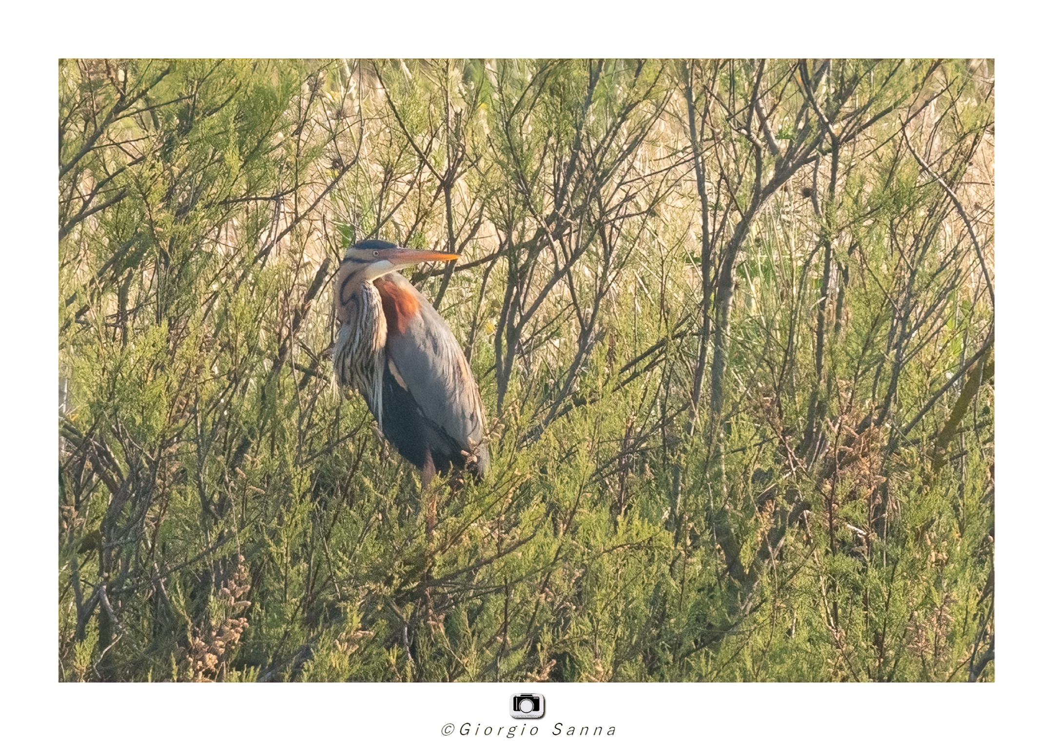 Purple heron Ardea purpurea