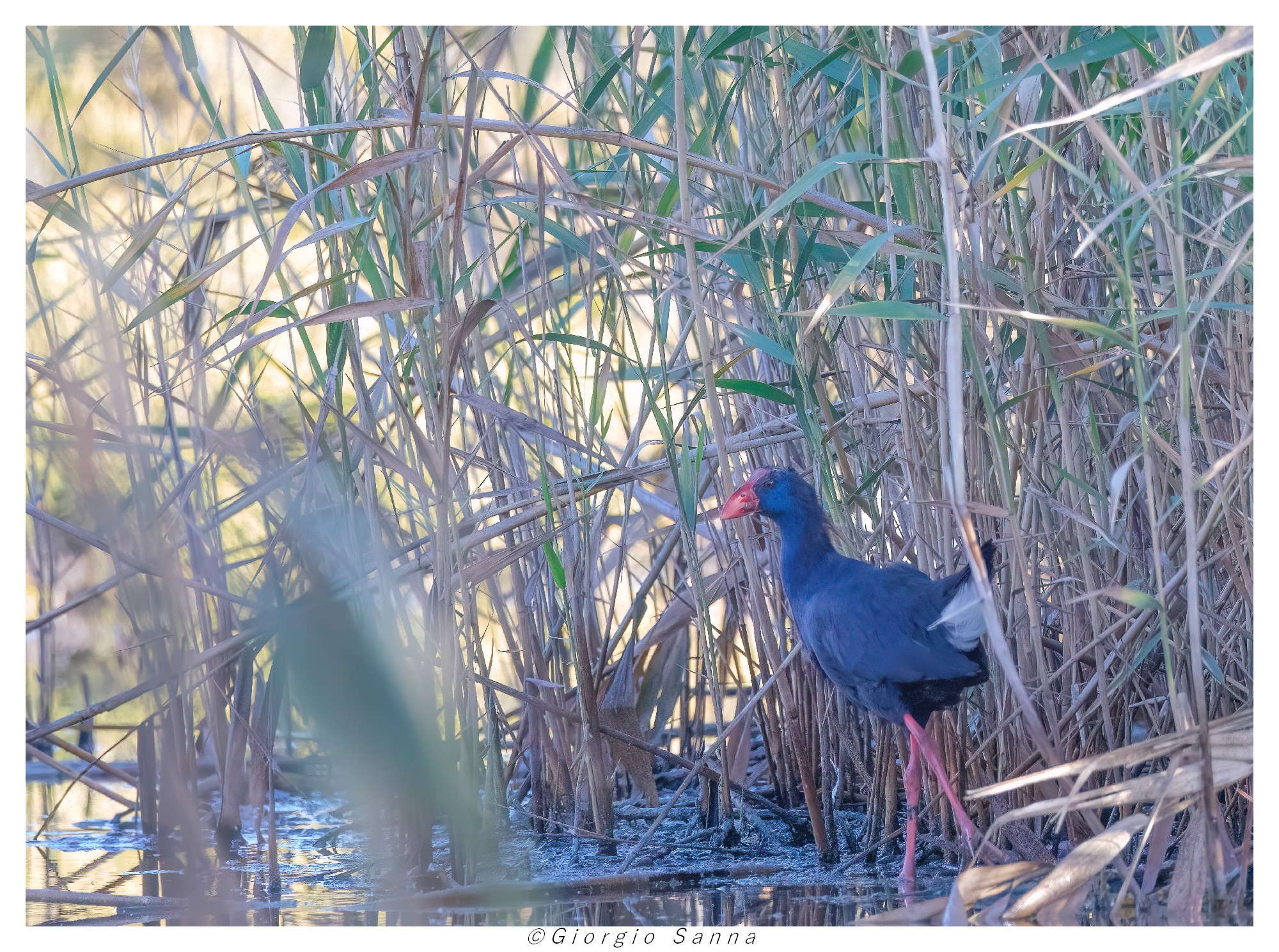 Swamphen