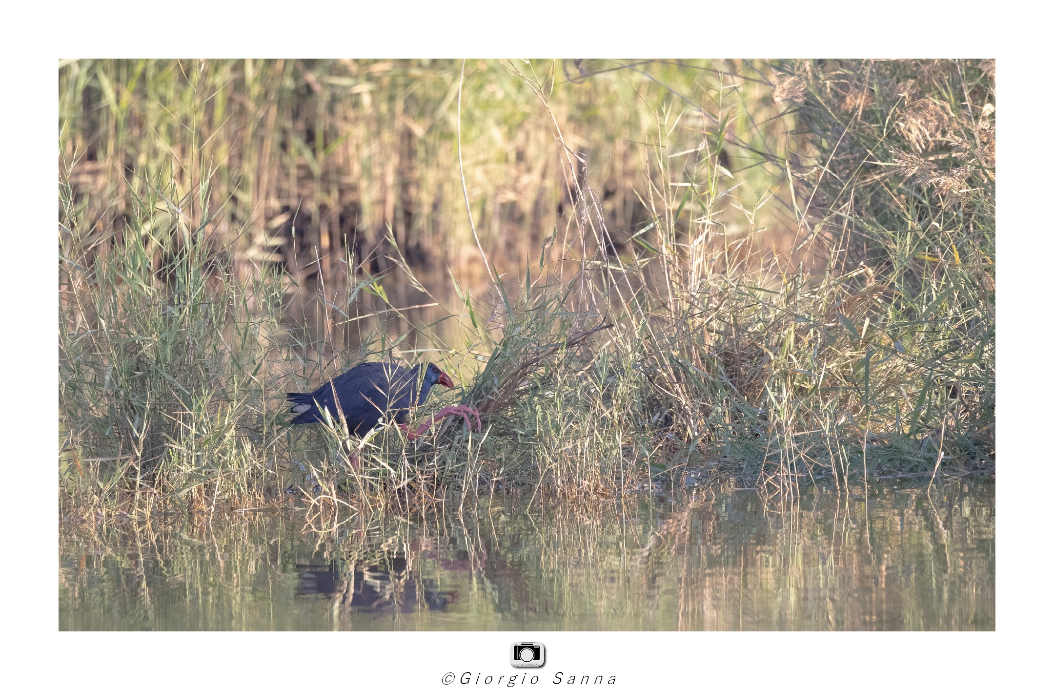 Swamphen