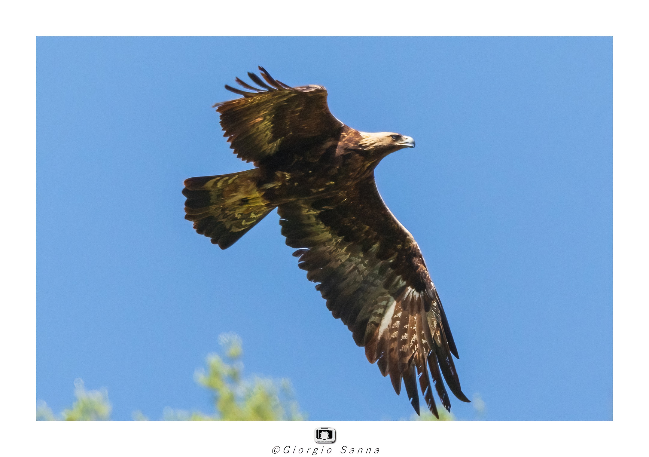Golden eagle