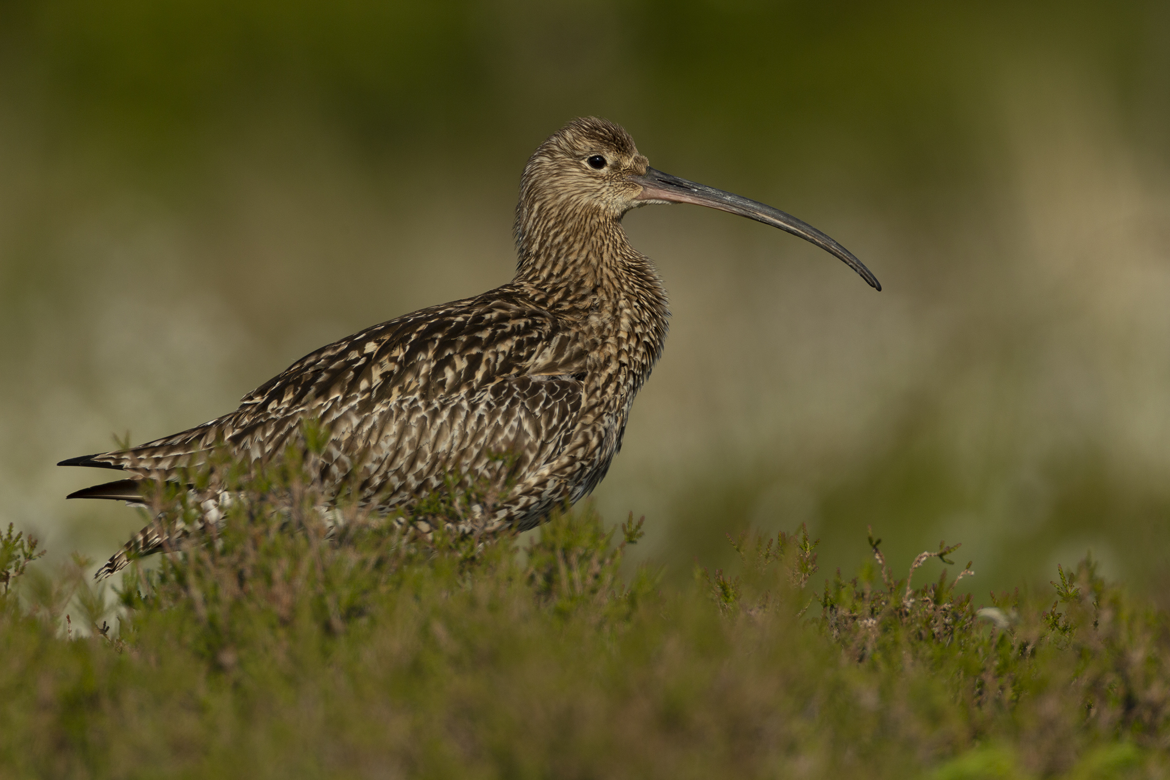 Curlew
