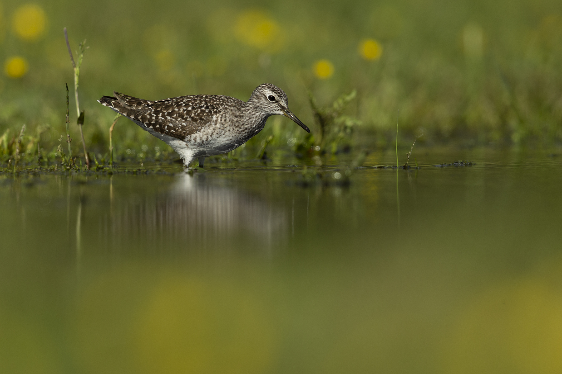 Sandpiper Wood Sandpiper