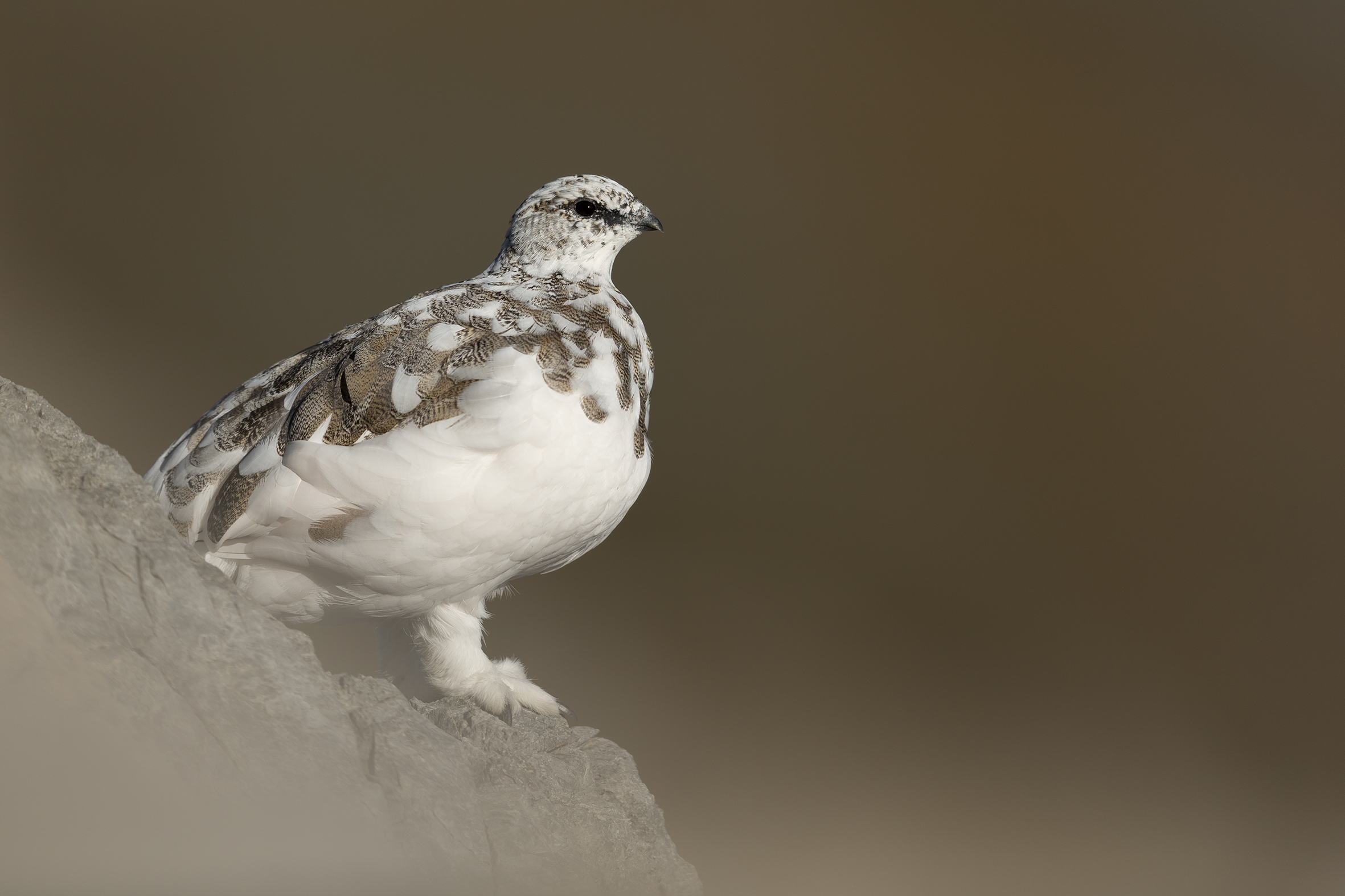 Pernice bianca in muta