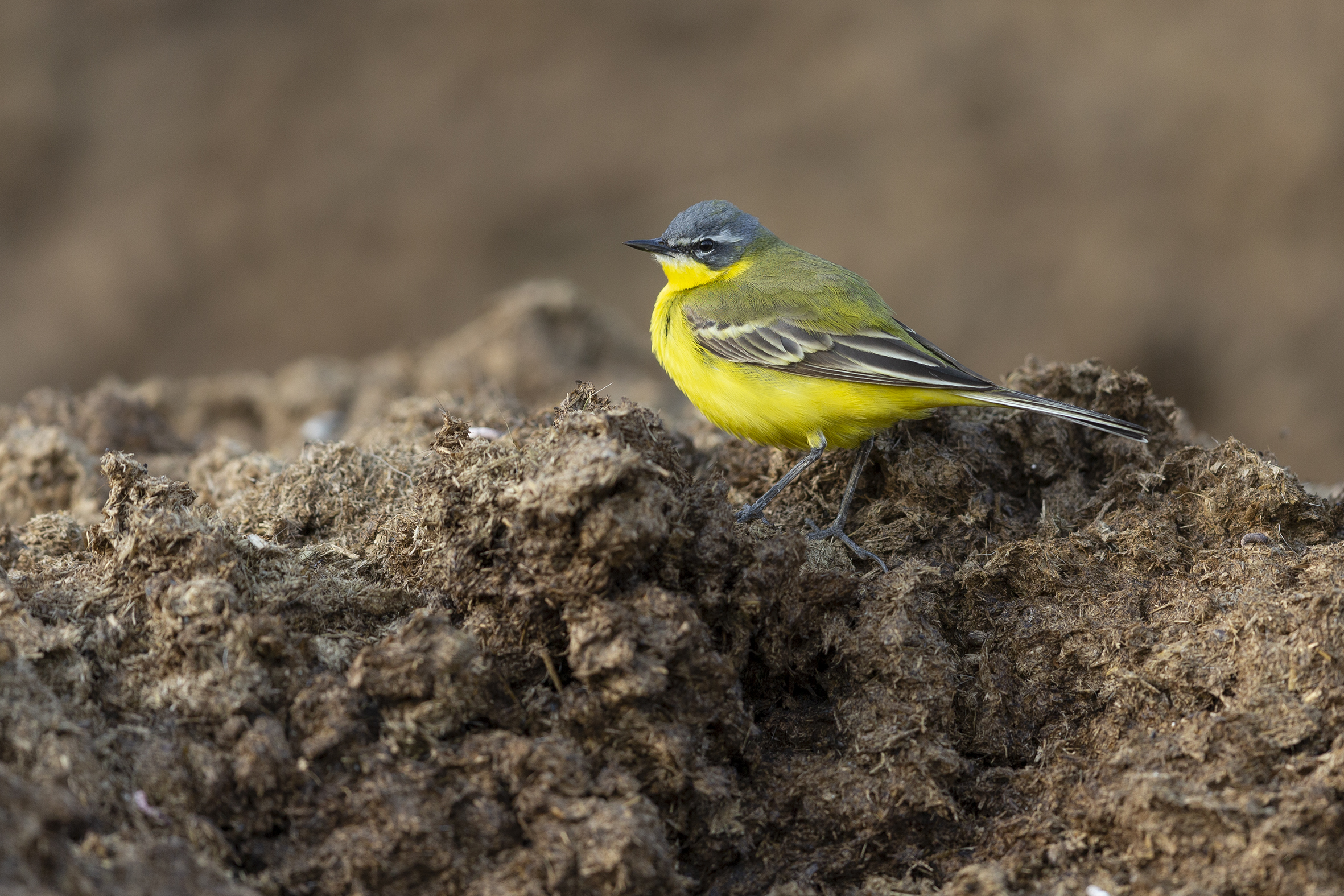 Wagtail