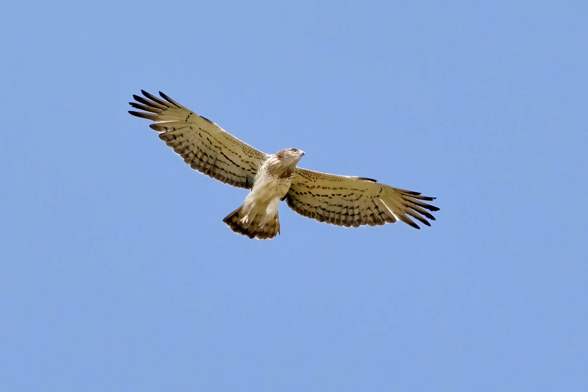 Short-toed eagle or Snake eagle (Circaetus gallicus)