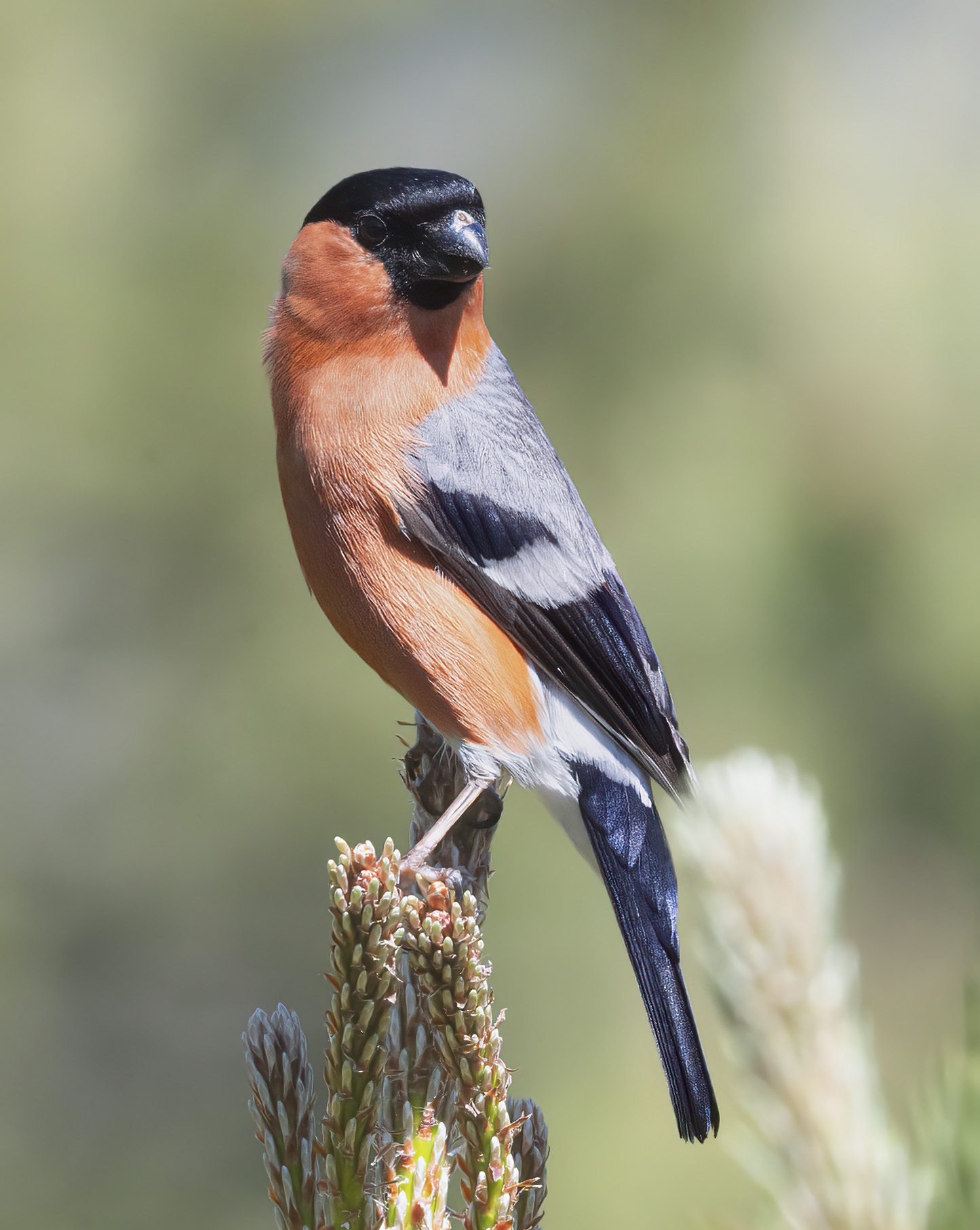 ciuffolotto di montagna