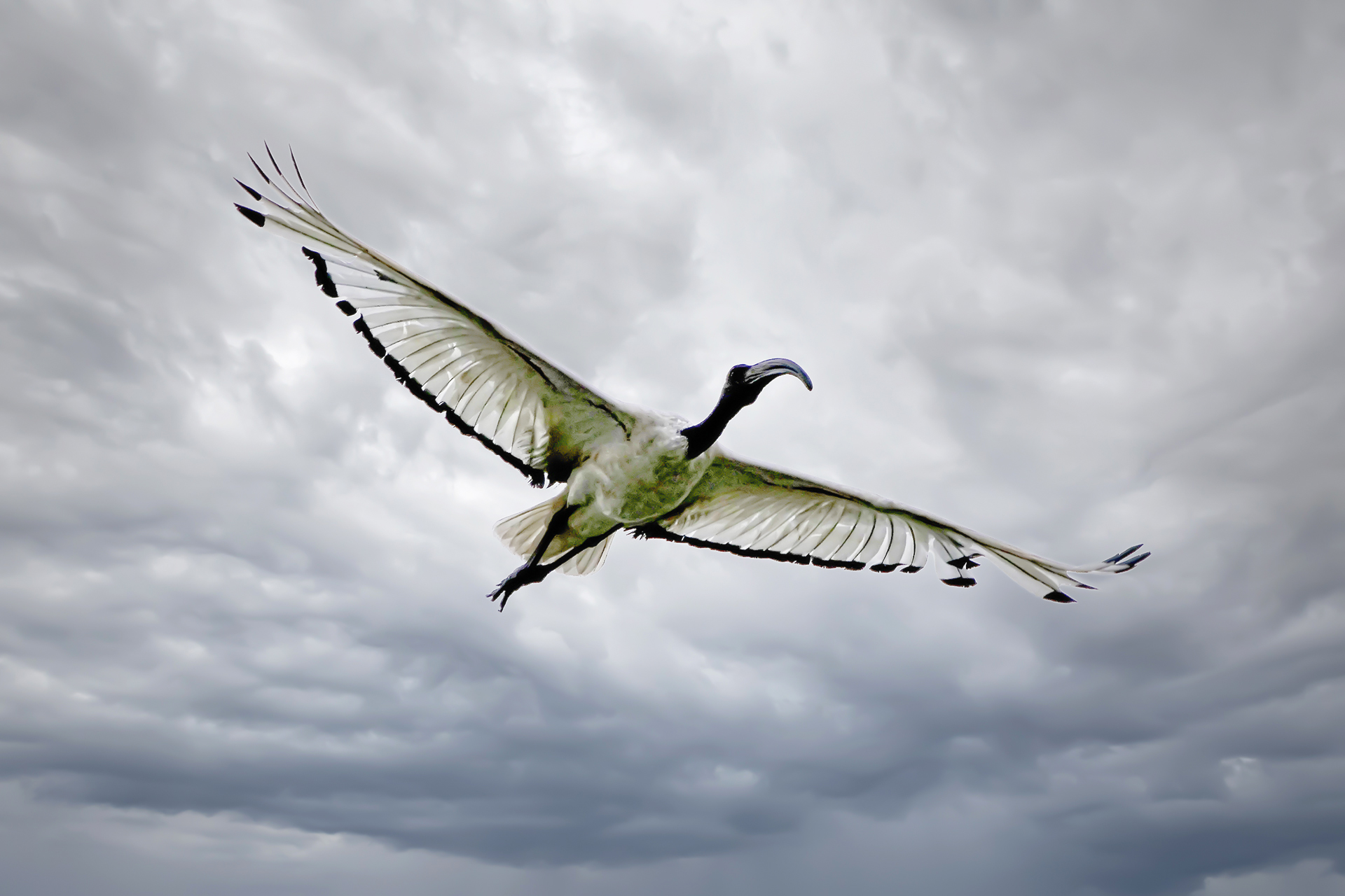 Sacred Ibis