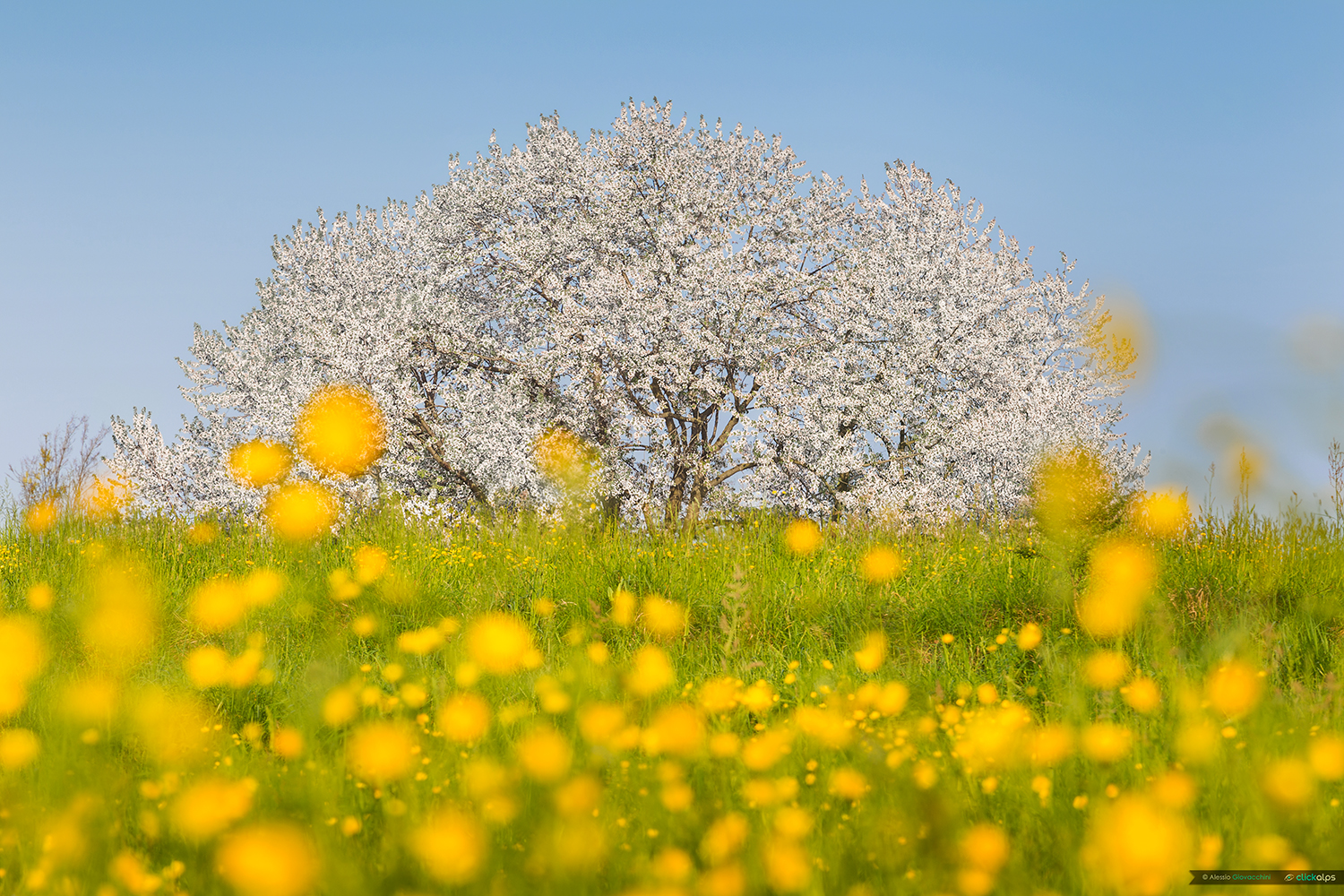 Centuries-old cherry tree