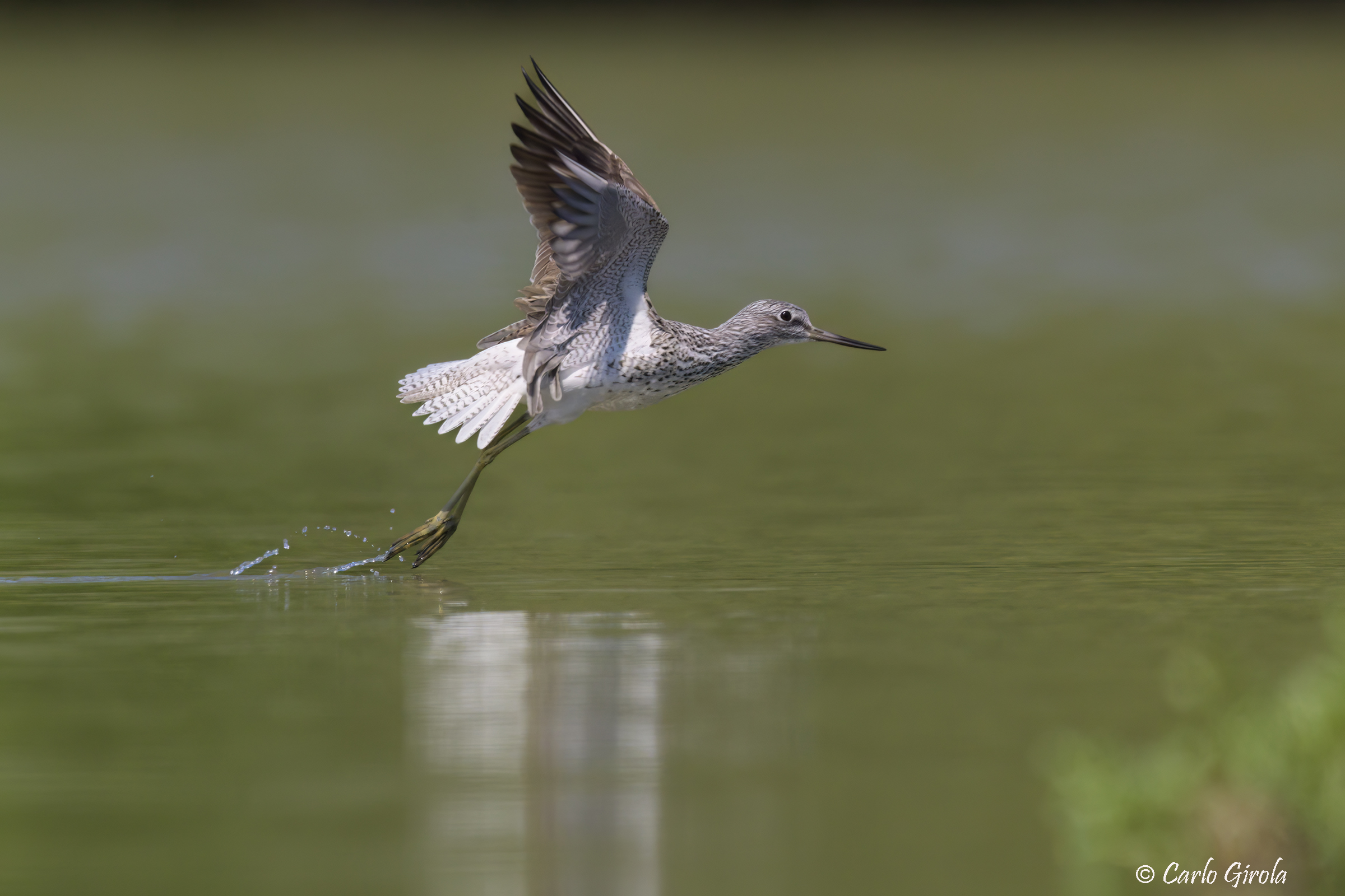 Pantana (Tringa nebularia)
