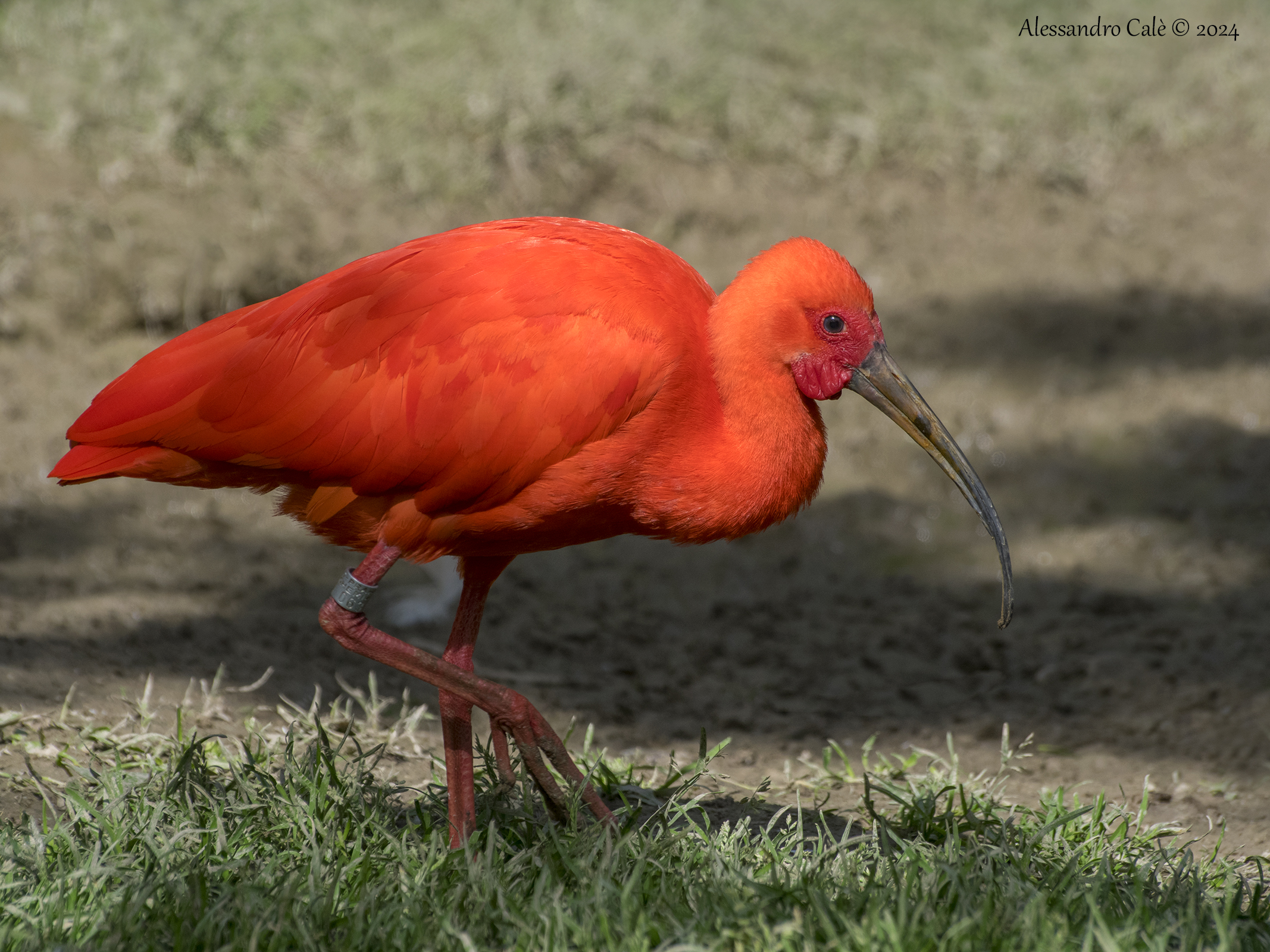 Eudocimus ruben (Ibis scarlatto) 0790