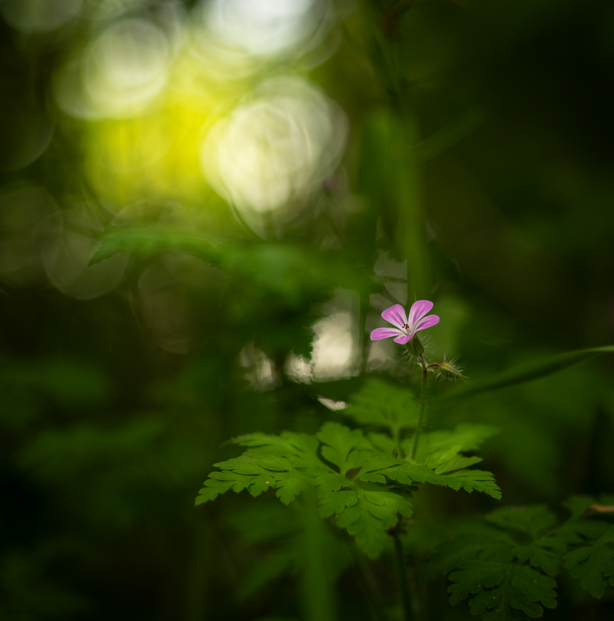 Little flower in the undergrowth