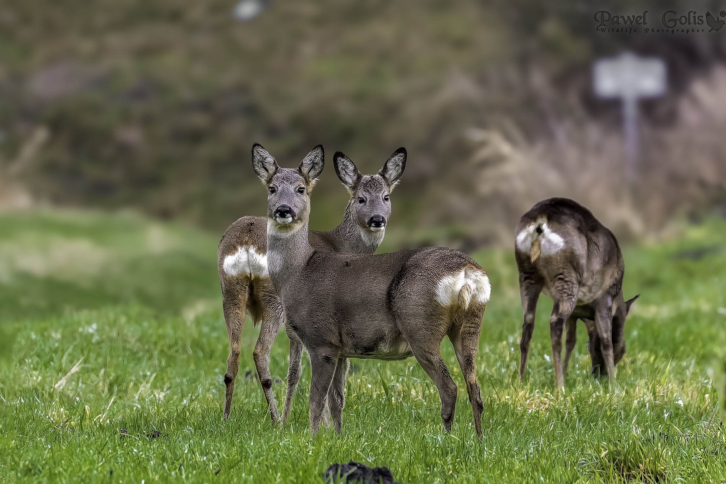 Capriolo (Capreolus capreolus)