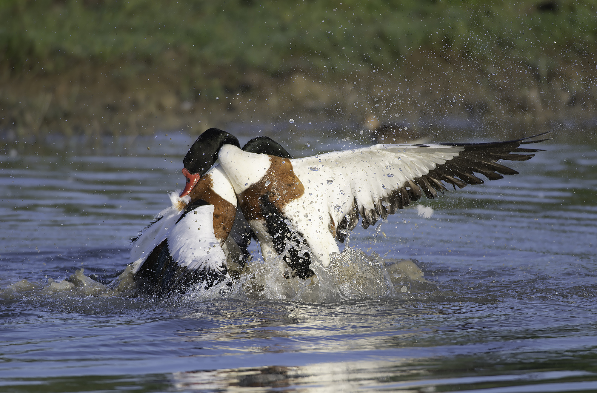 Incontri ravvicinati