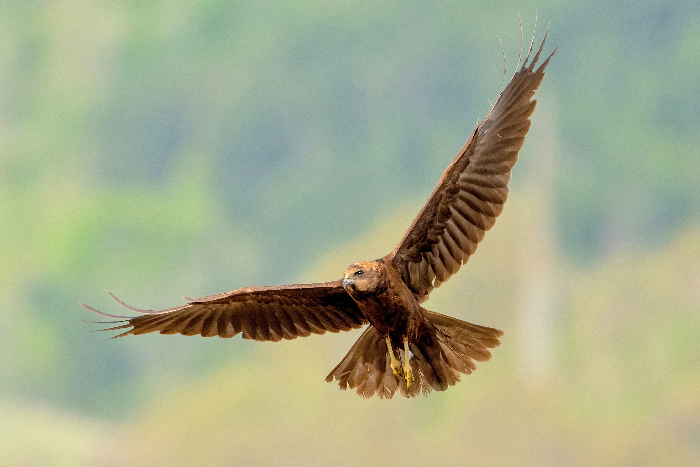 Falco di palude (Circus aeruginosus)