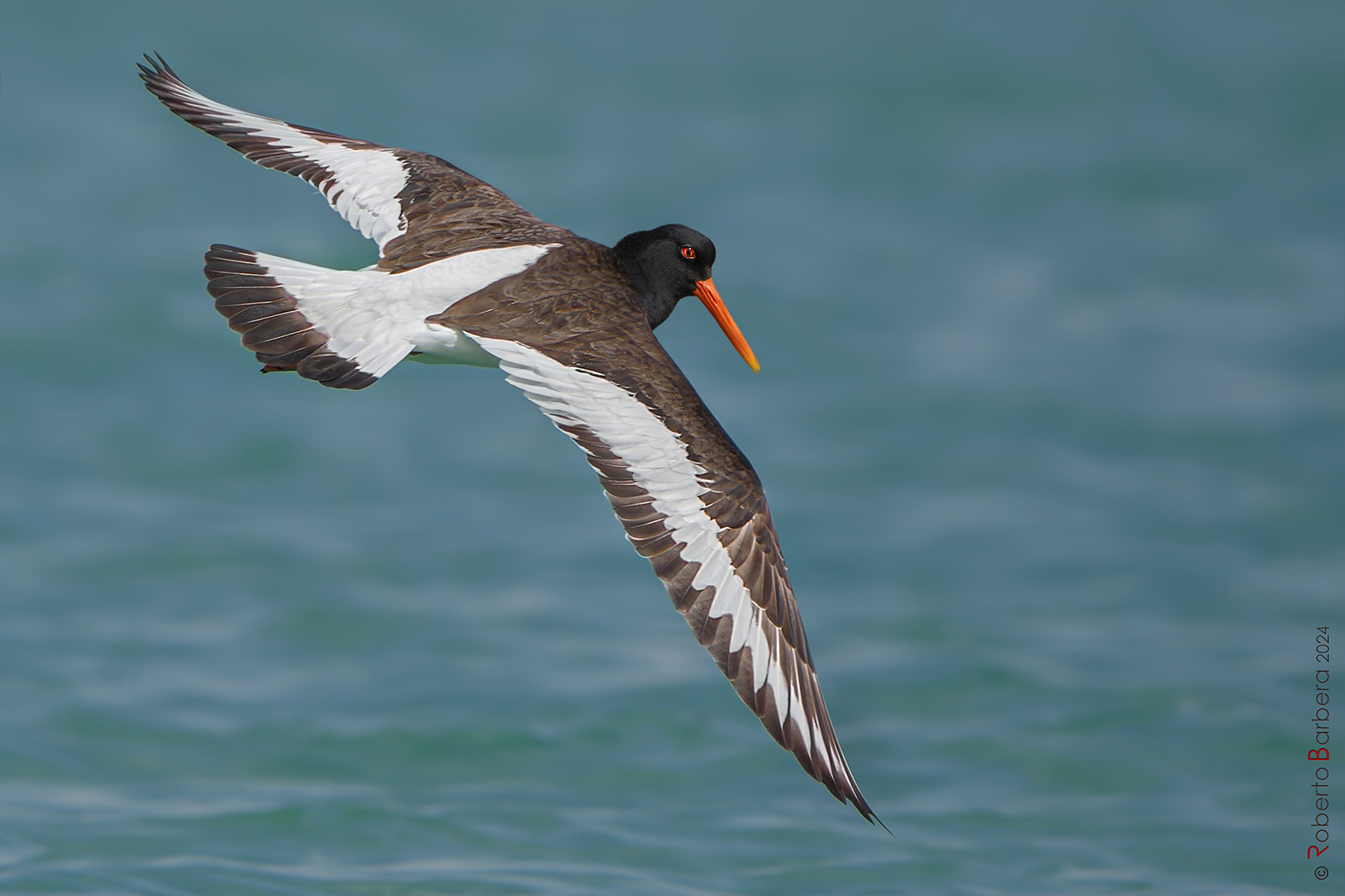 Oystercatcher
