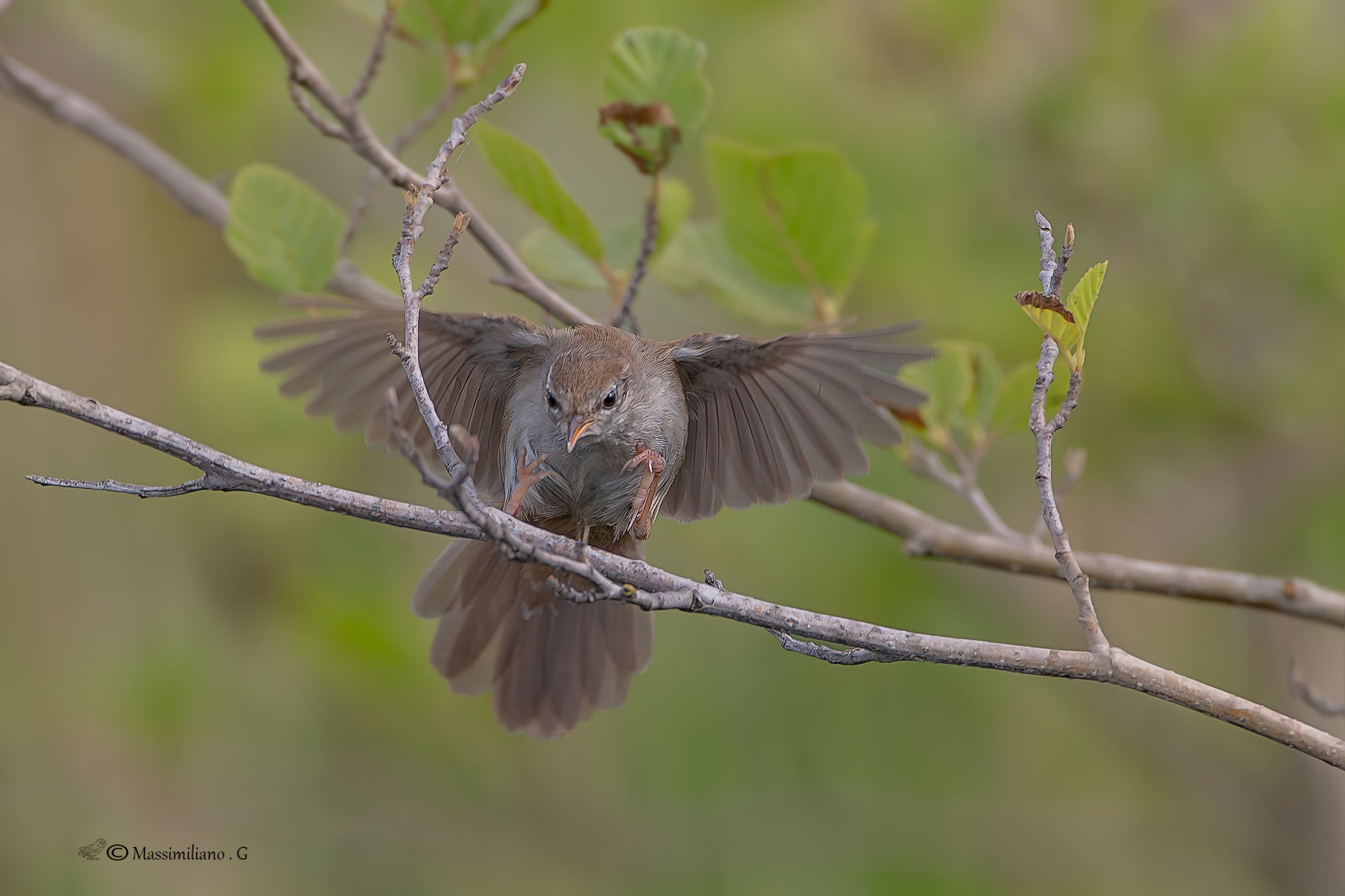 Rijeka Nightingale