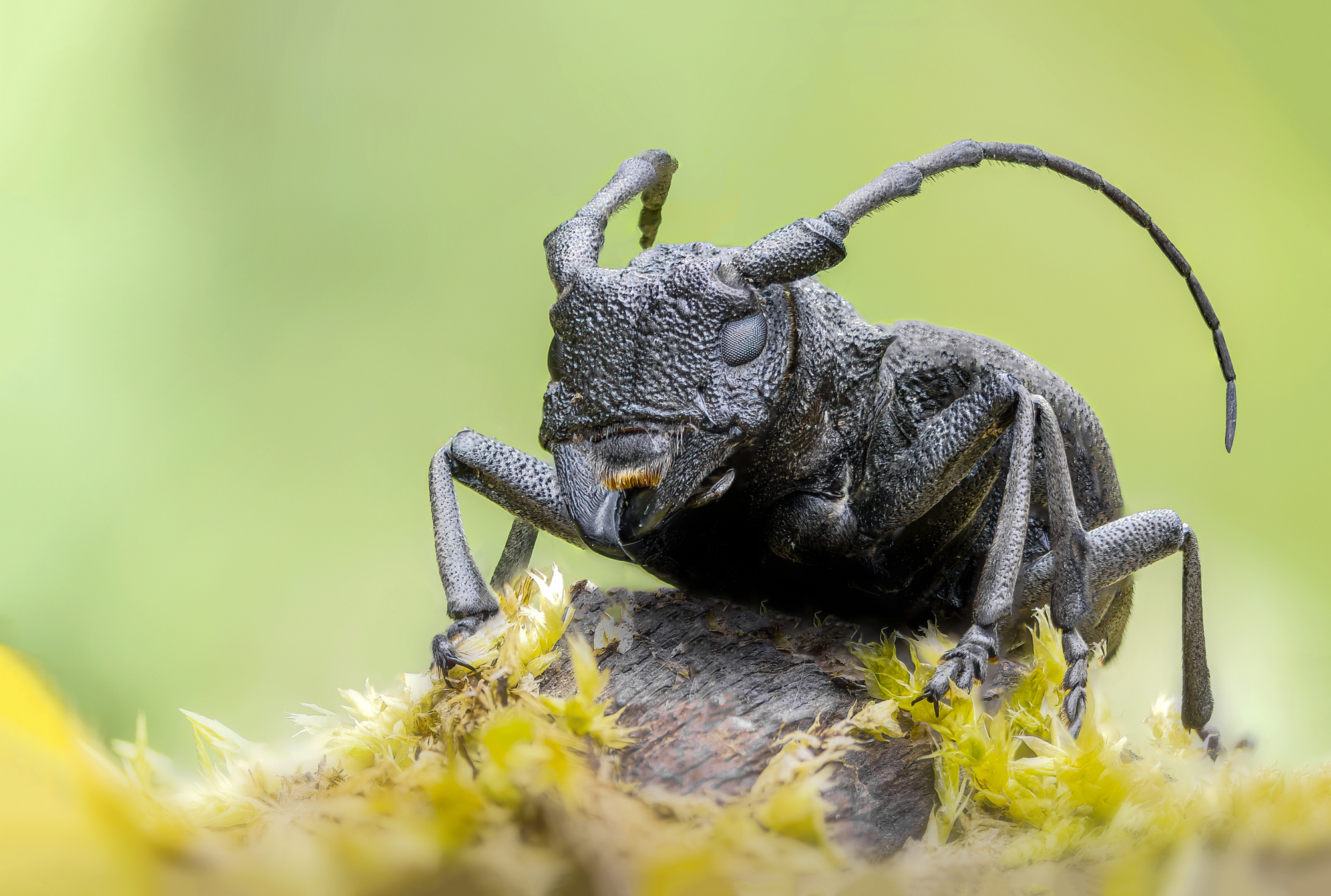 Morimus asper asper (Coleoptera: Cerambycidae)
