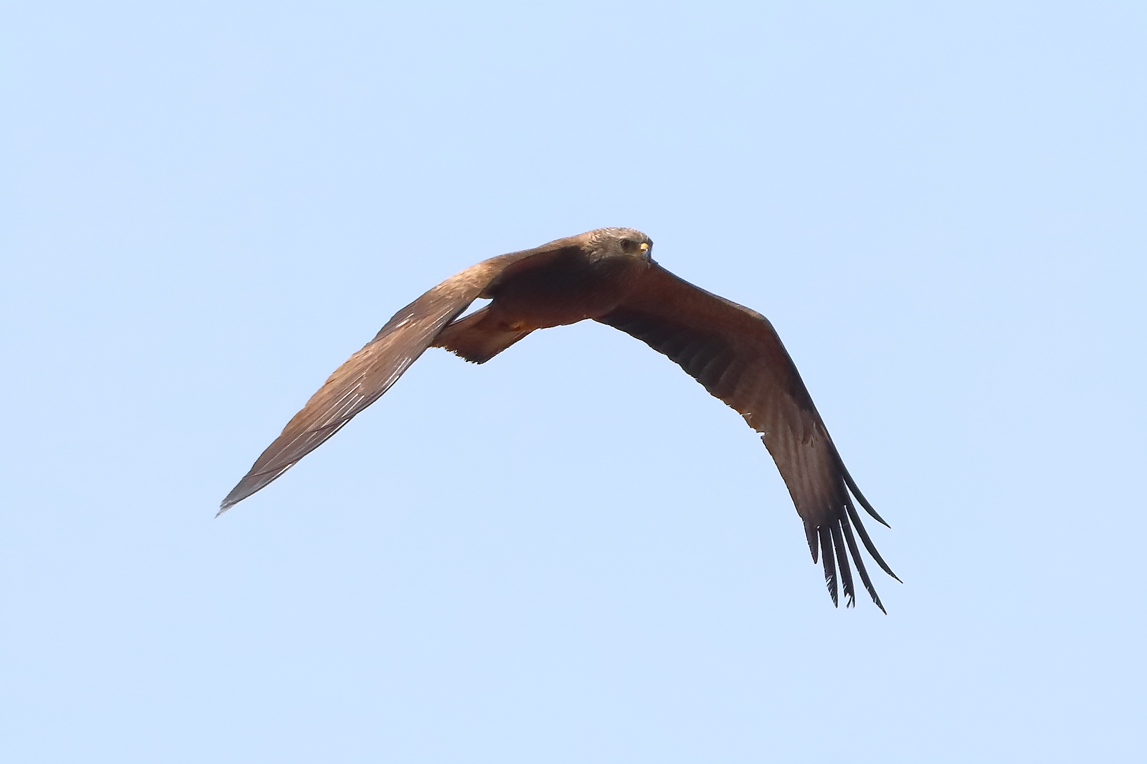 Black Kite April 2024
