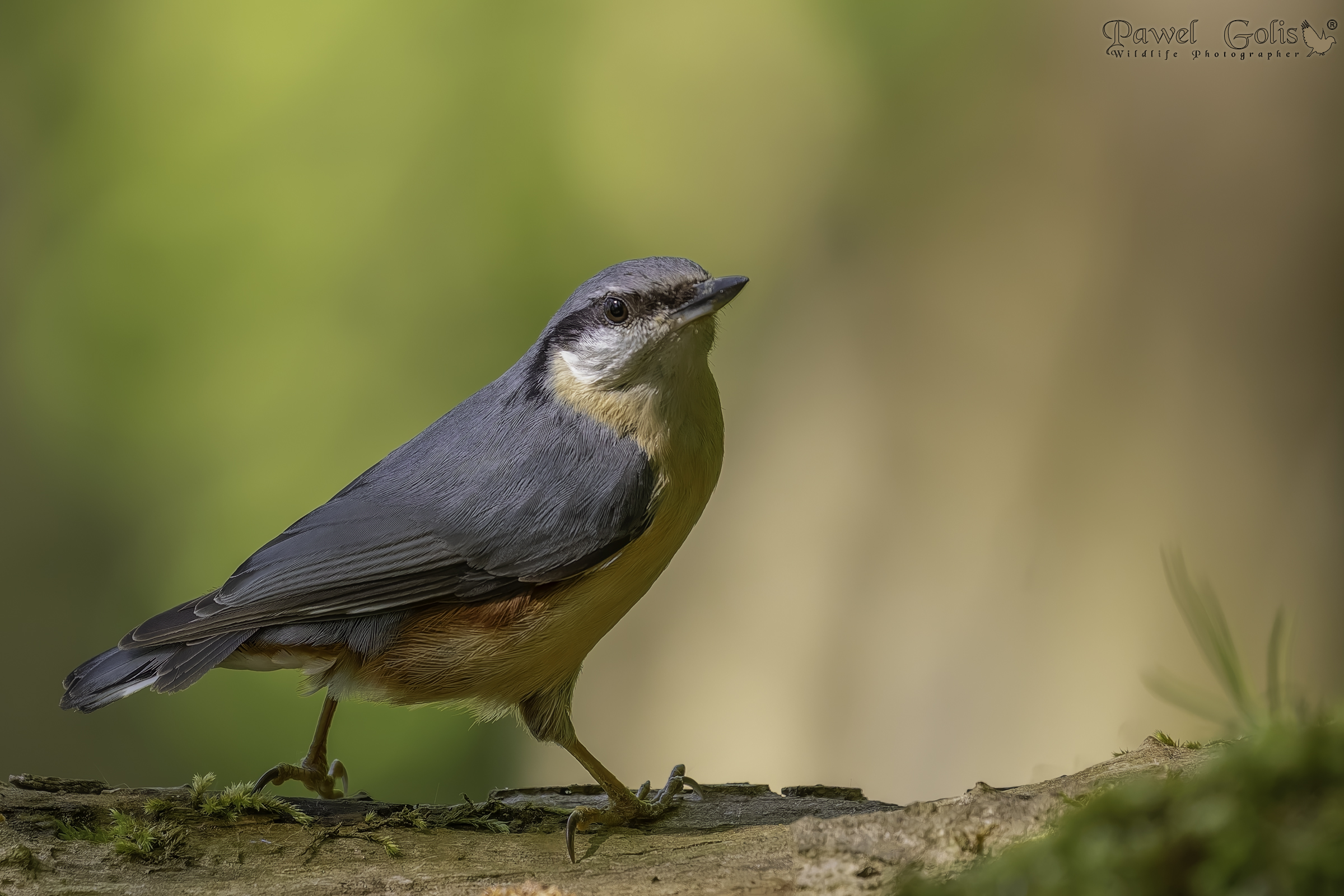 Picchio muratore (Sitta europaea)
