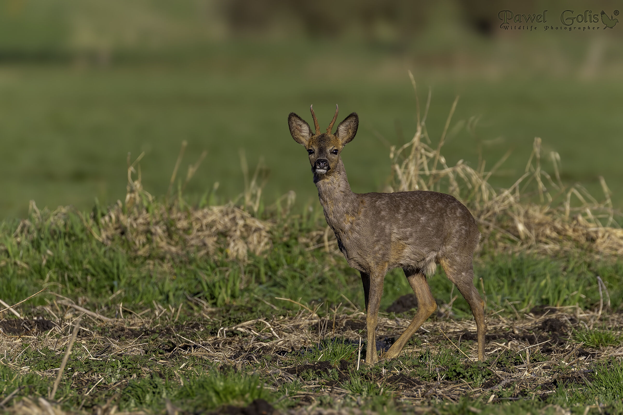 Capriolo (Capreolus capreolus)