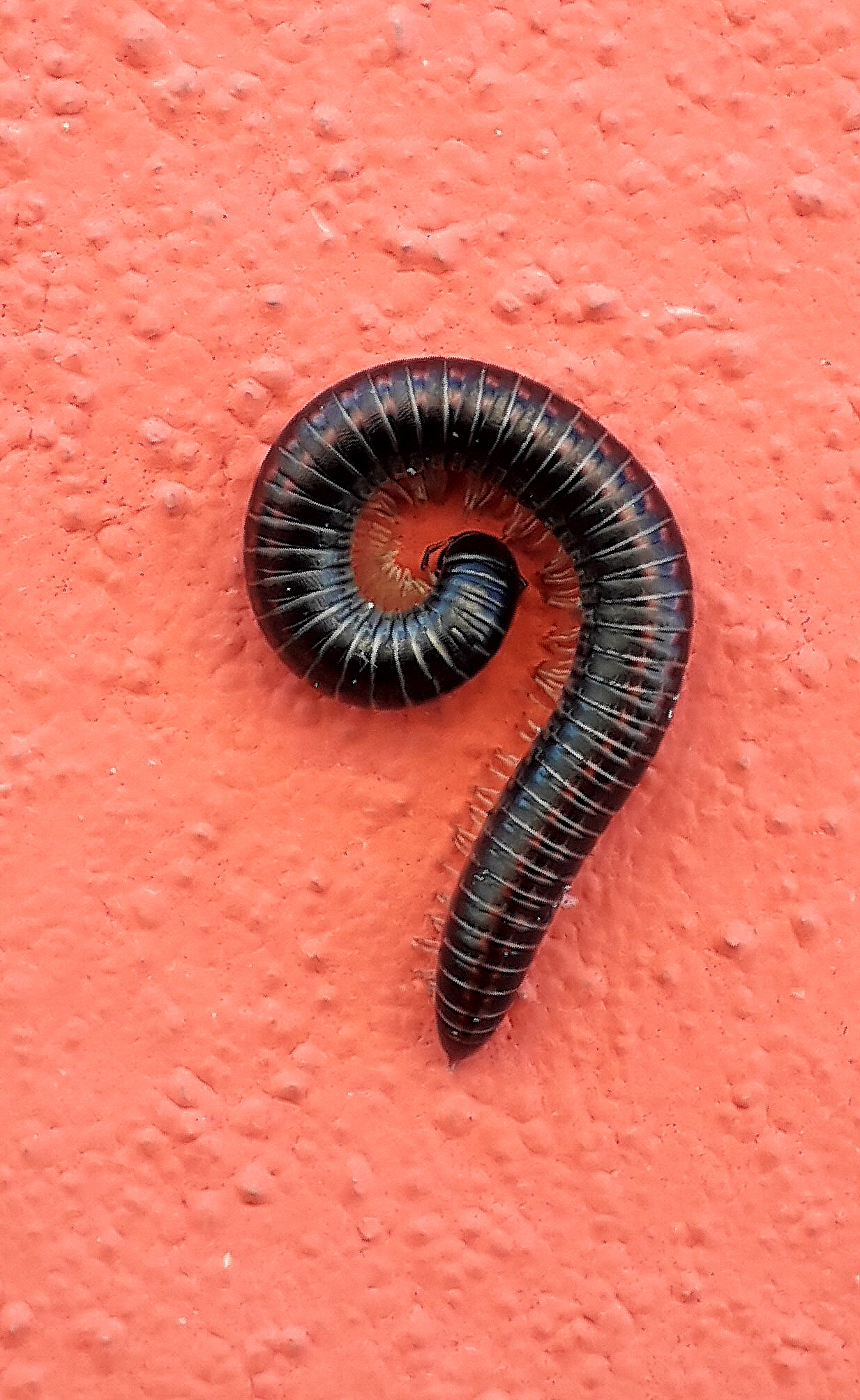 La domanda sorge spontanea?