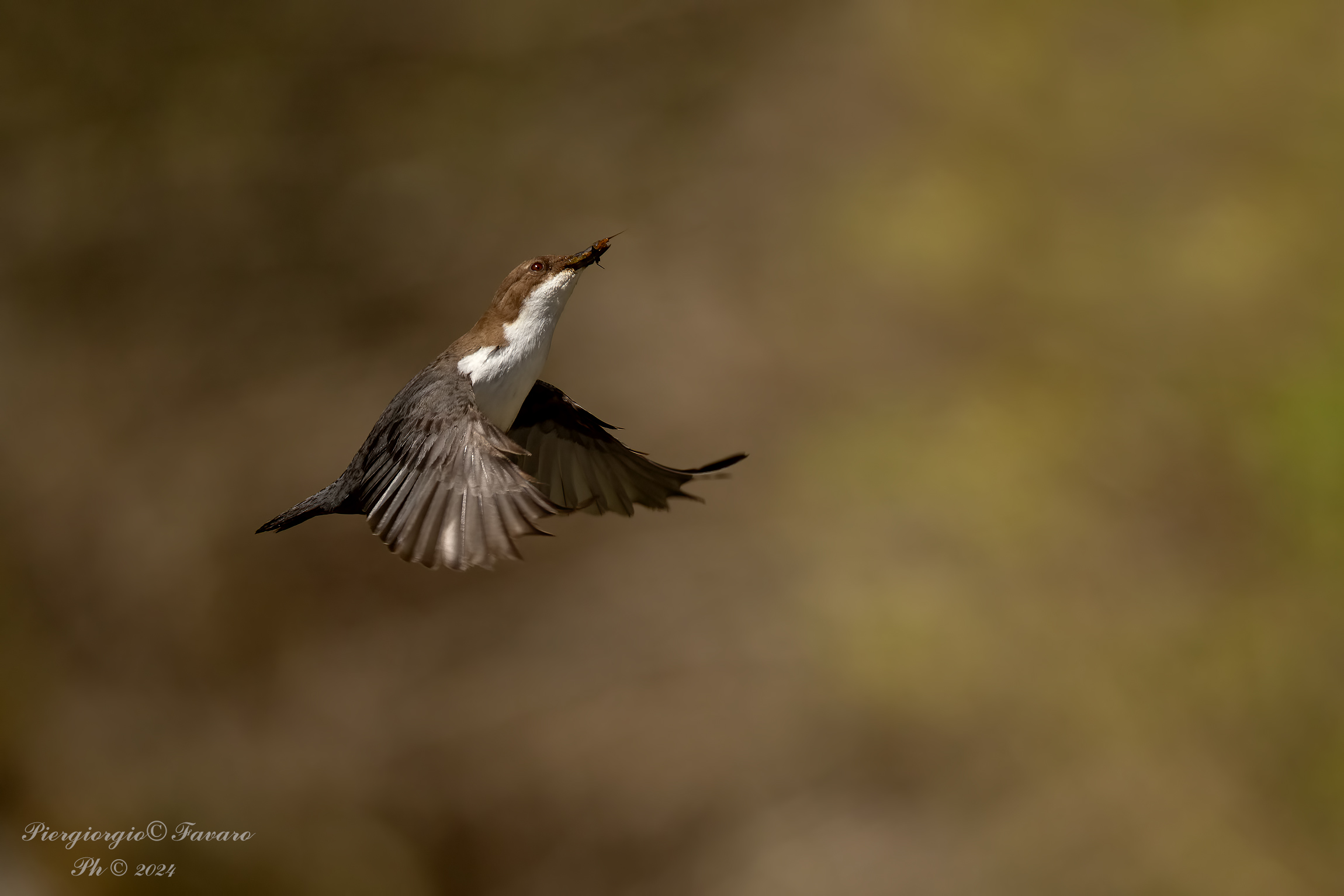 White-throated dipper