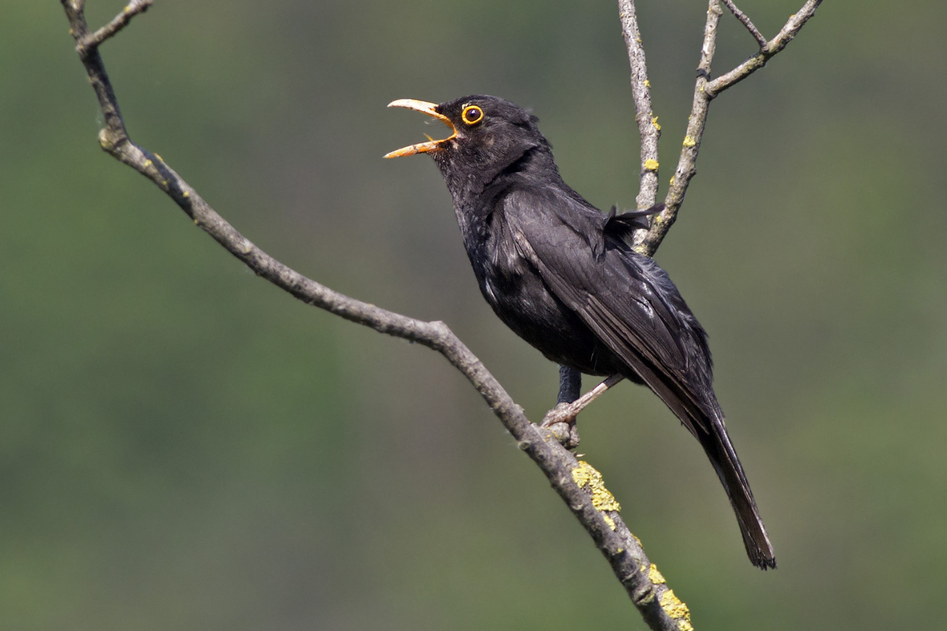 Blackbird singing