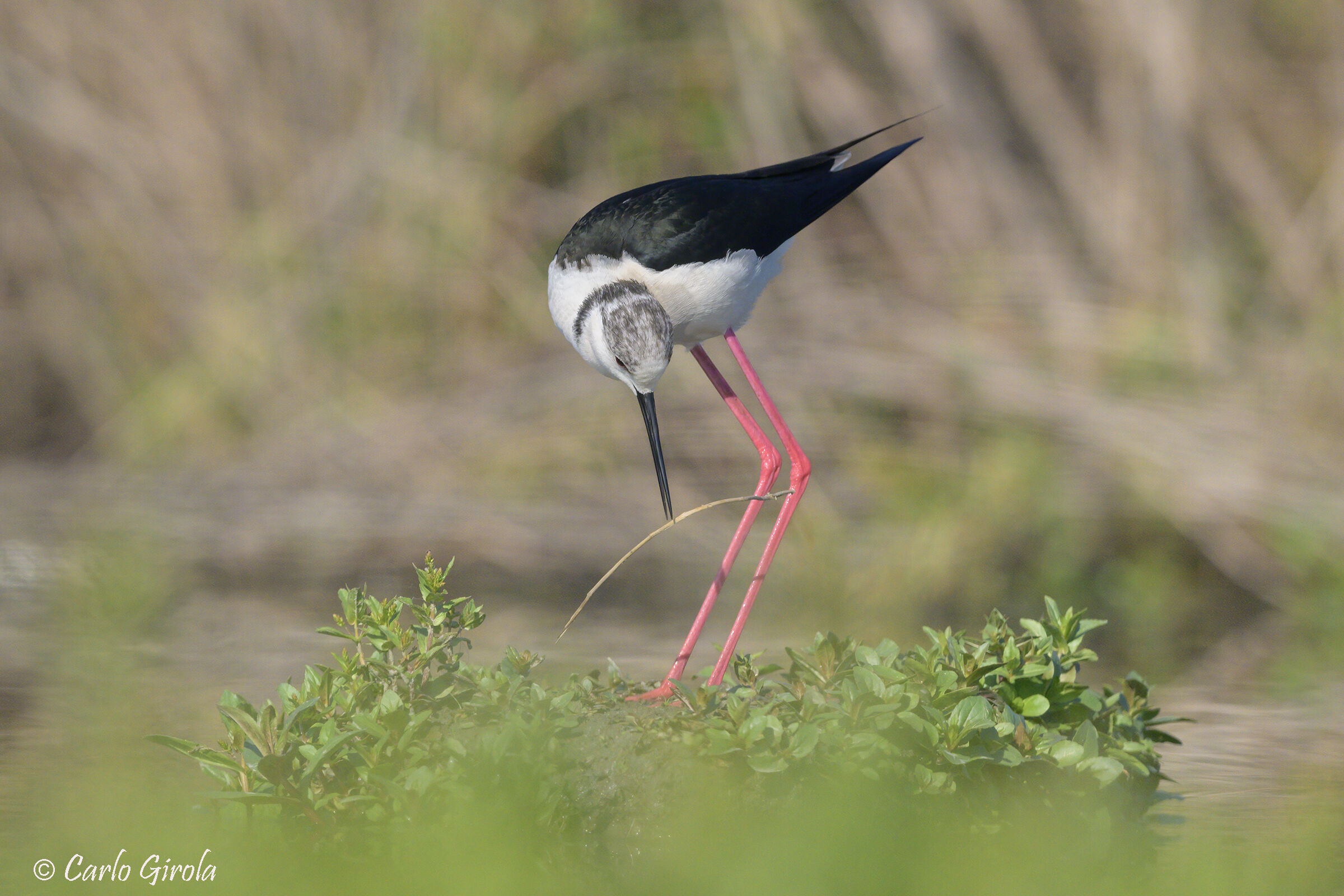 Cavaliere d'Italia(Himantopus himantopus)