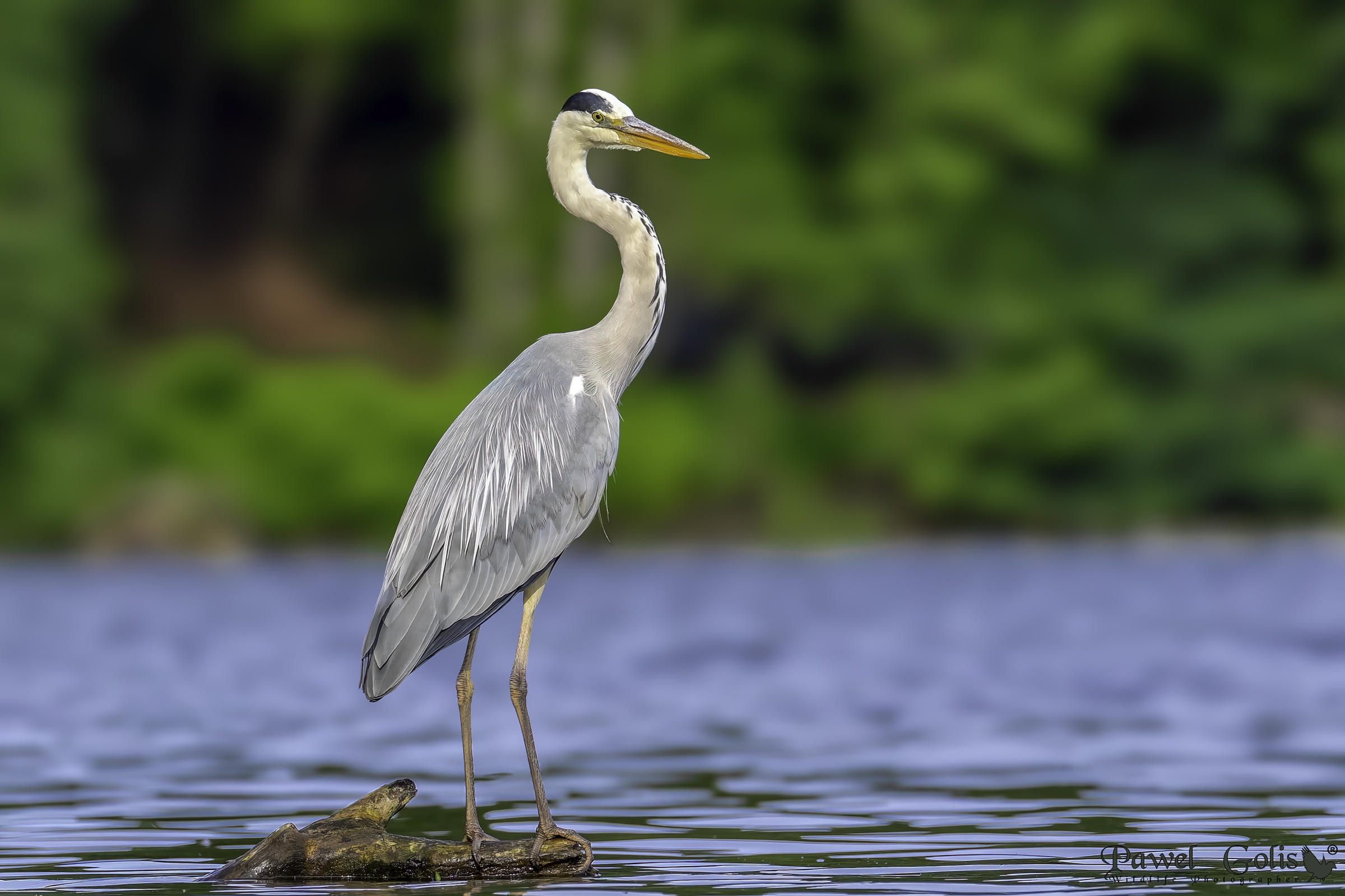 Airone cenerino (Ardea cinerea)