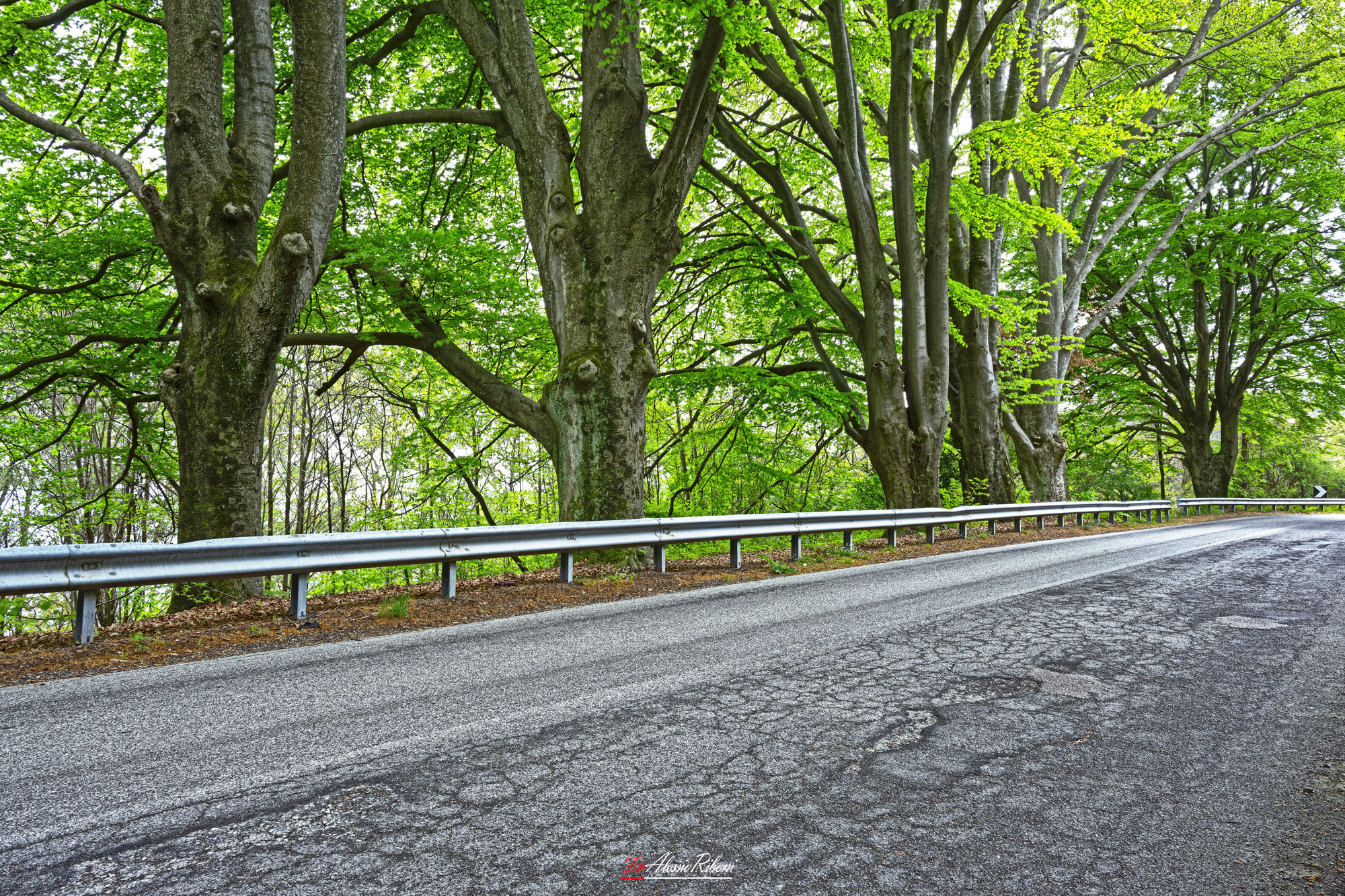 Faggi ultra centenari