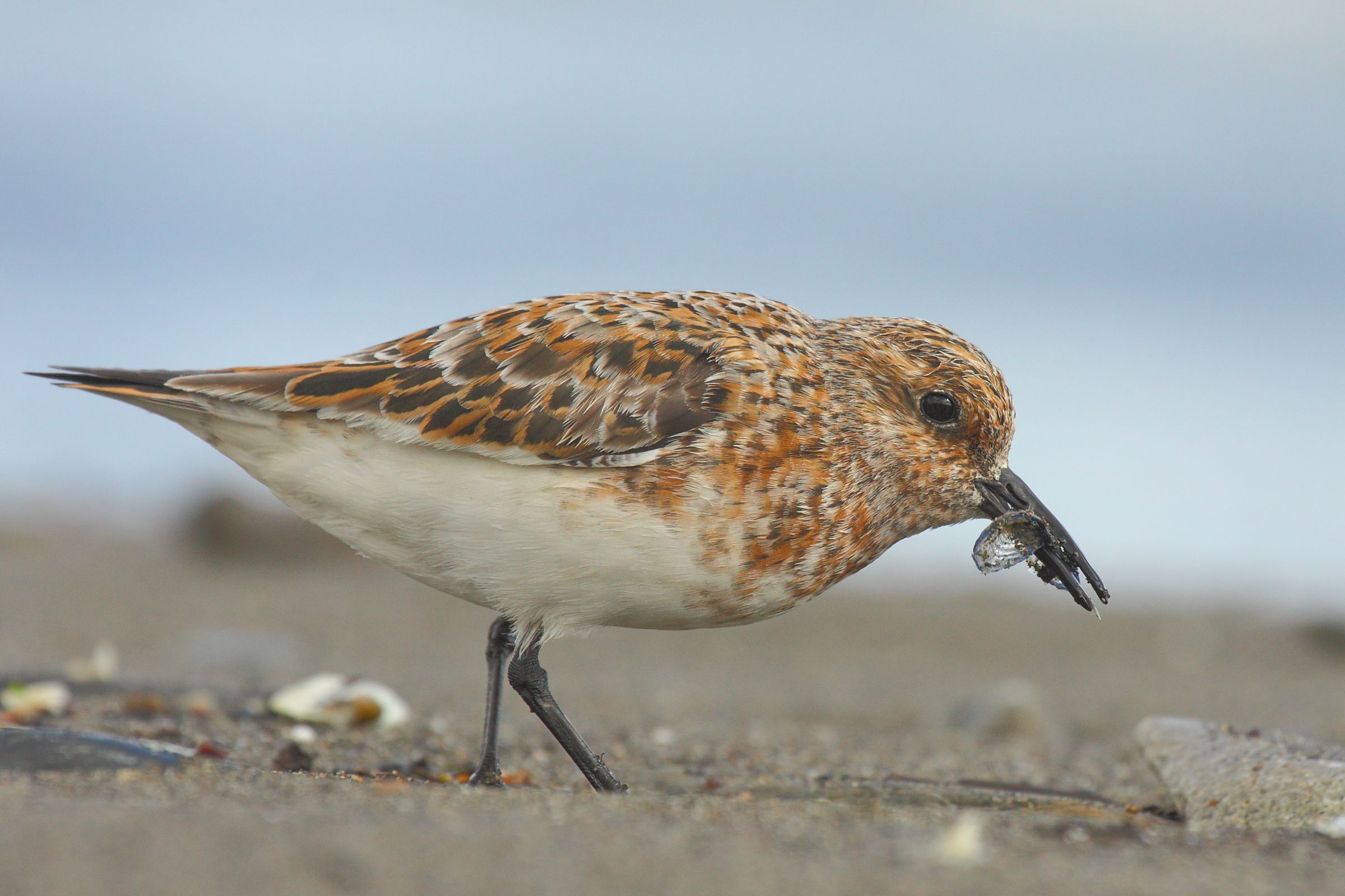 Piovanello e velella