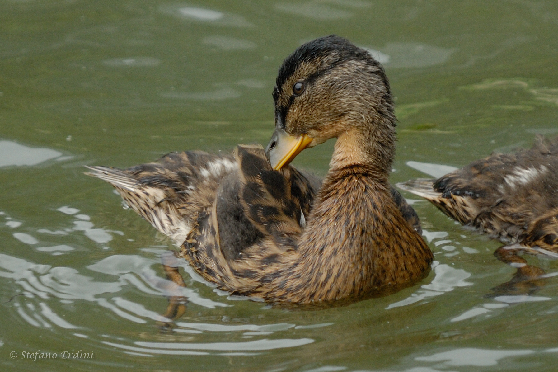 Piccolo di Germano Reale