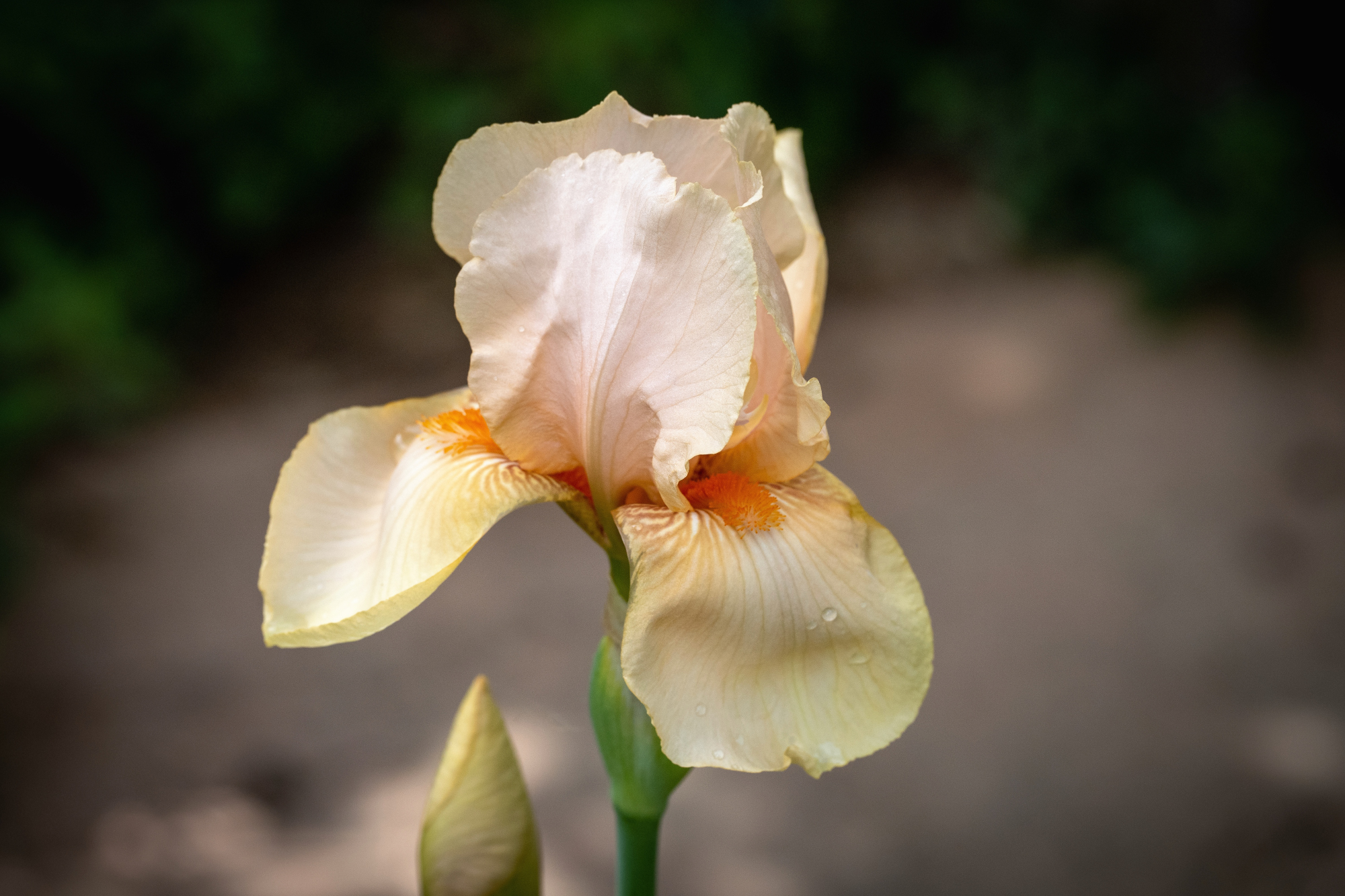 iris