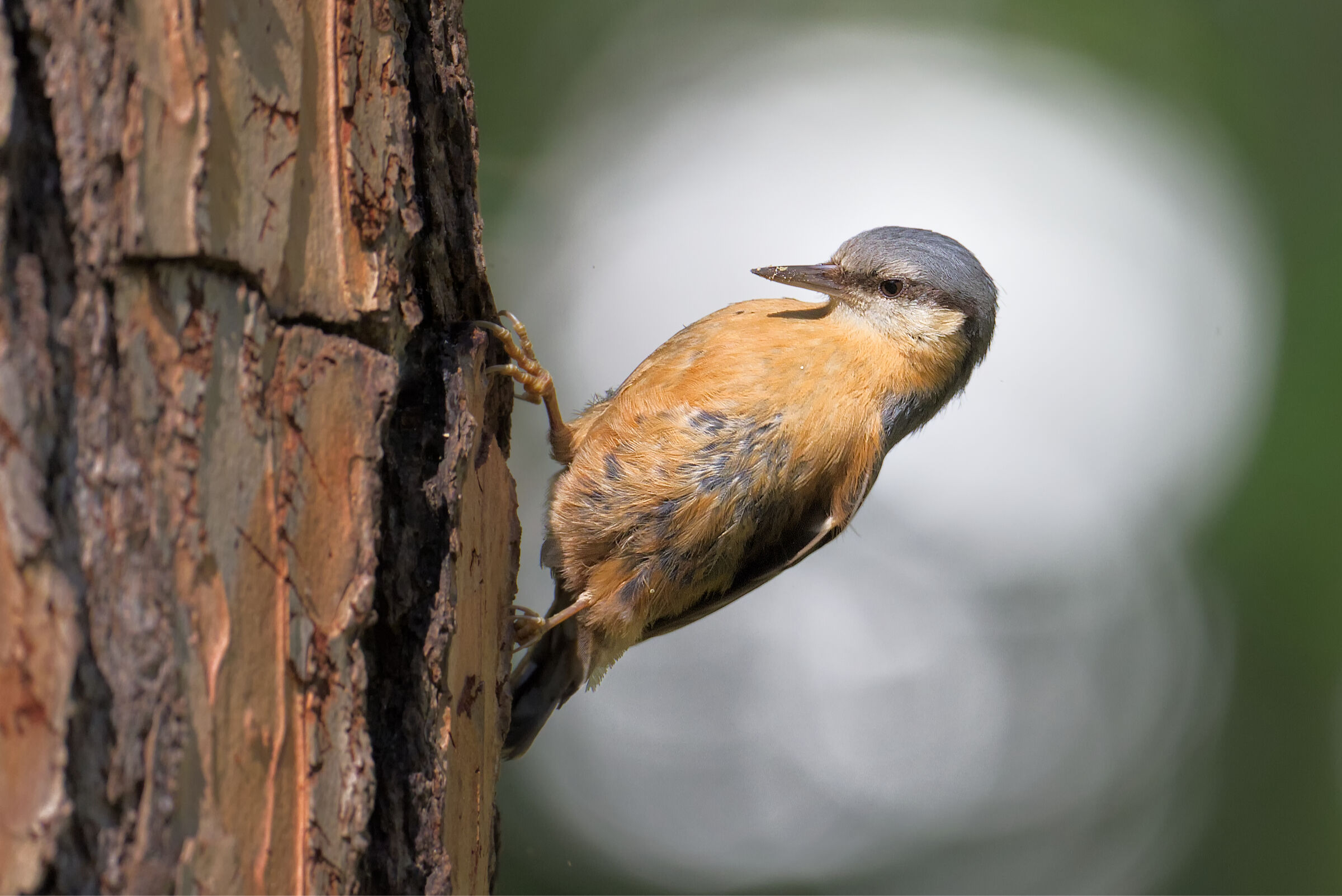 Wood nuthatch