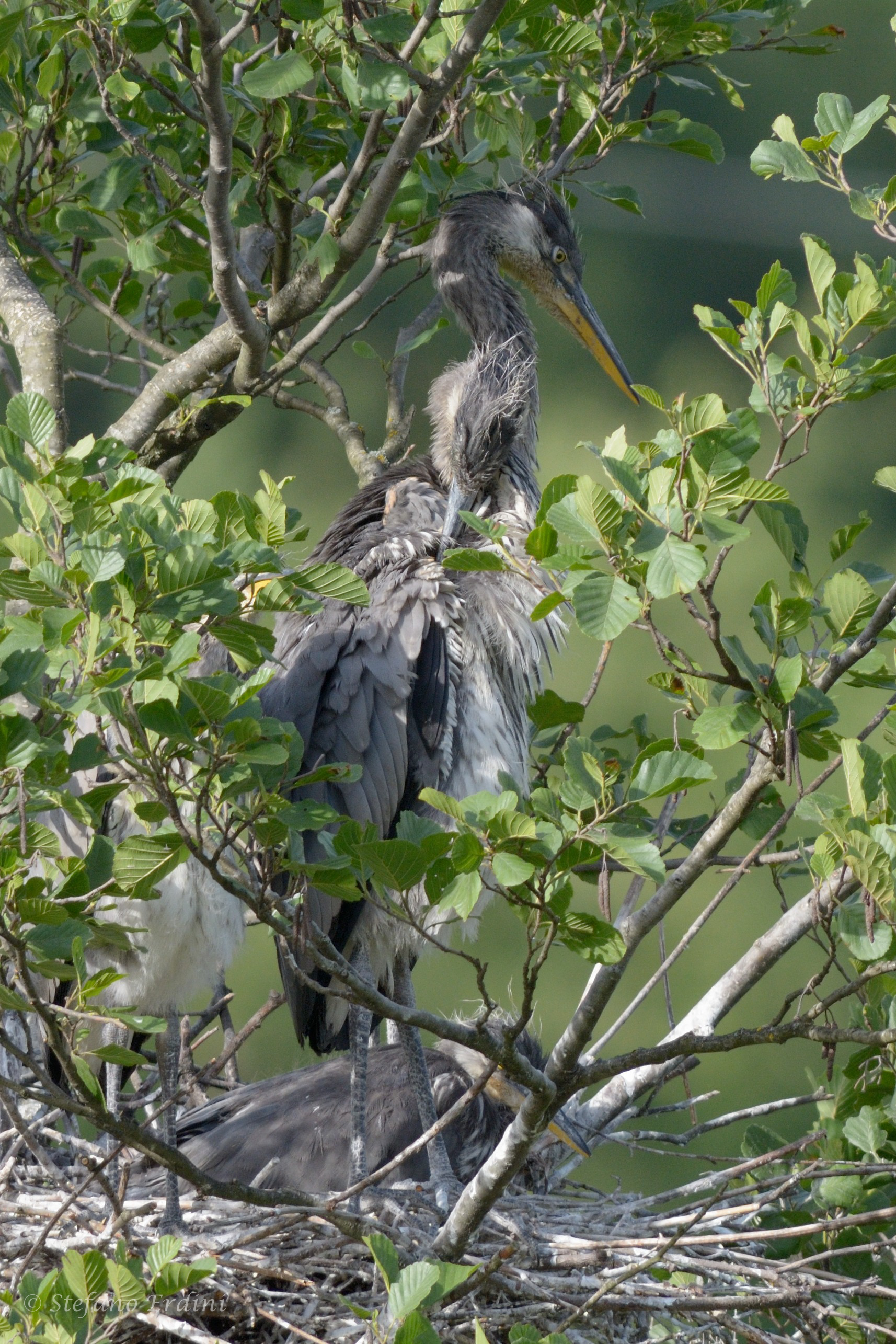 Airone Cenerino, Nido
