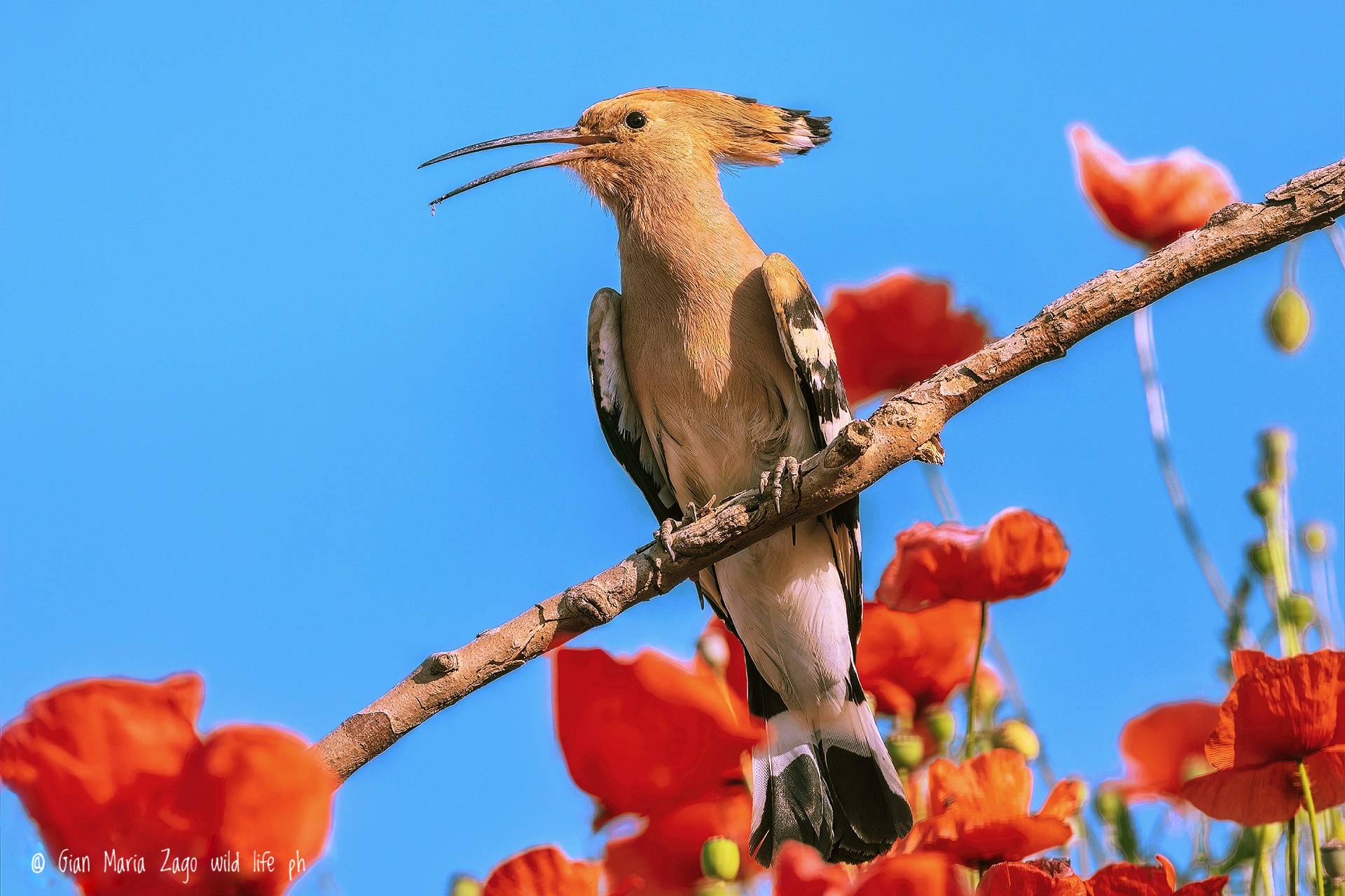 Hoopoe